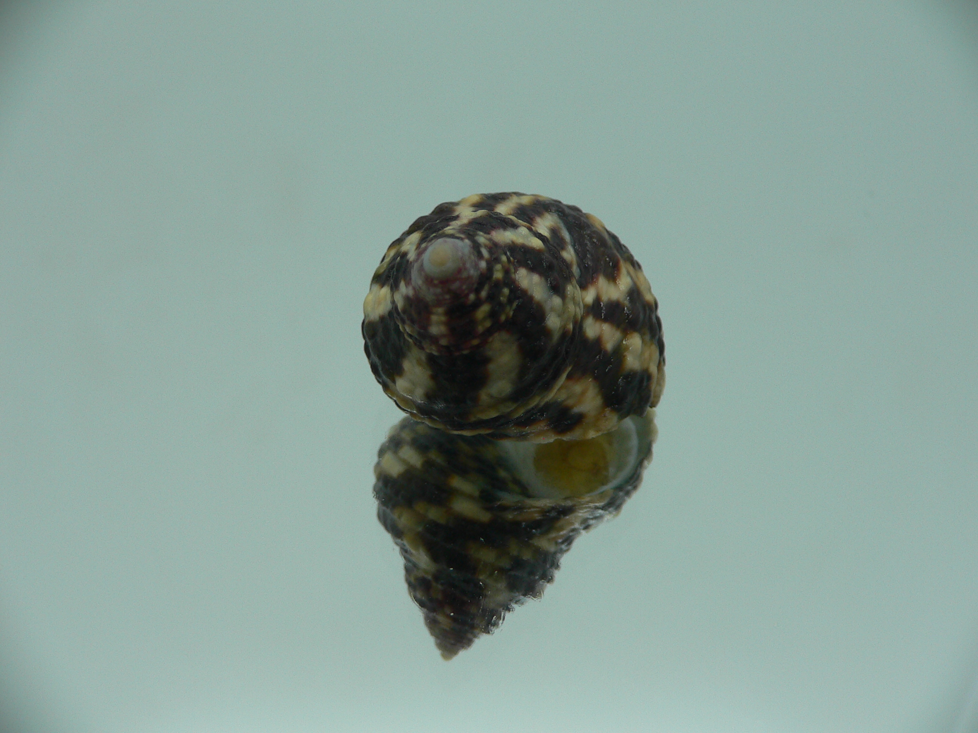 Austrocochlea brevis GIANT
