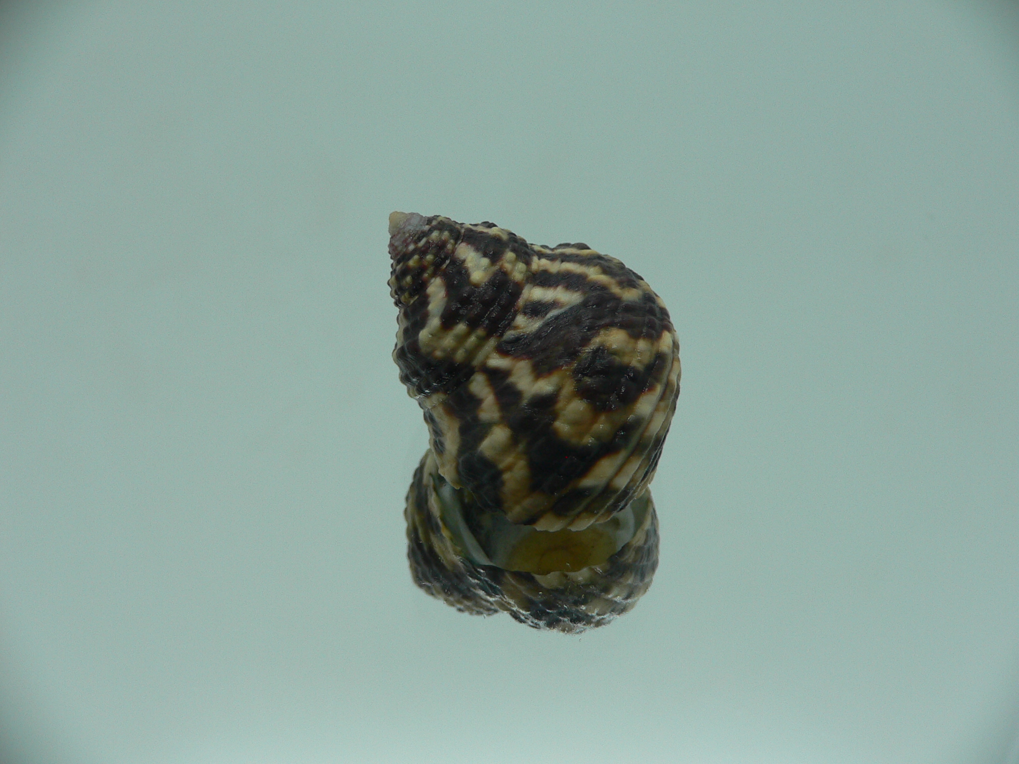 Austrocochlea brevis GIANT