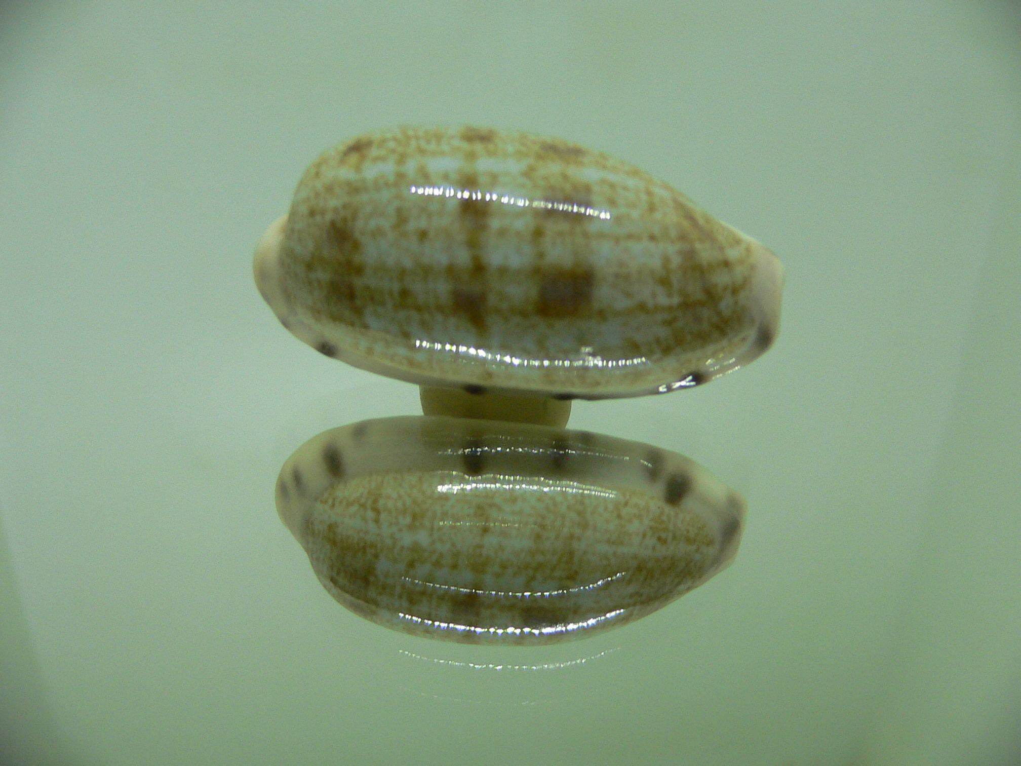 Talostolida teres alveolus (var.) BIG & ELONGATE