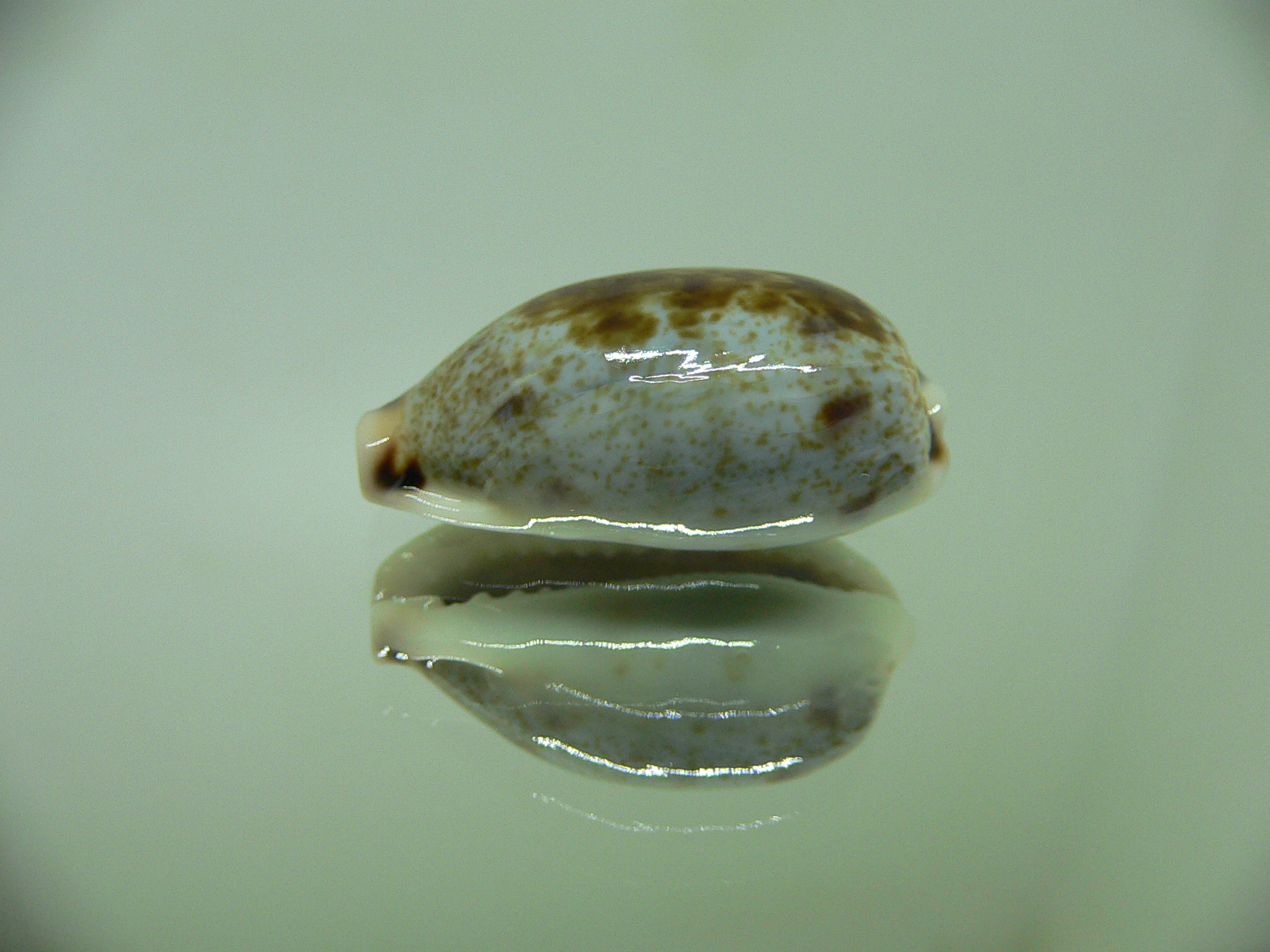 Cypraea cylindrica sowerbyana DARK