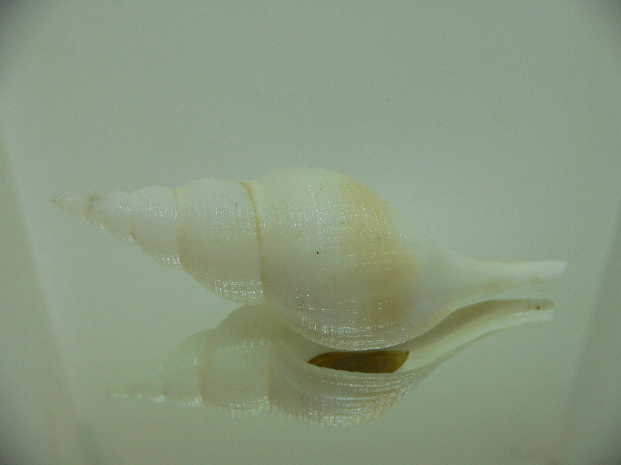 Chryseofusus hyphalus STRIP