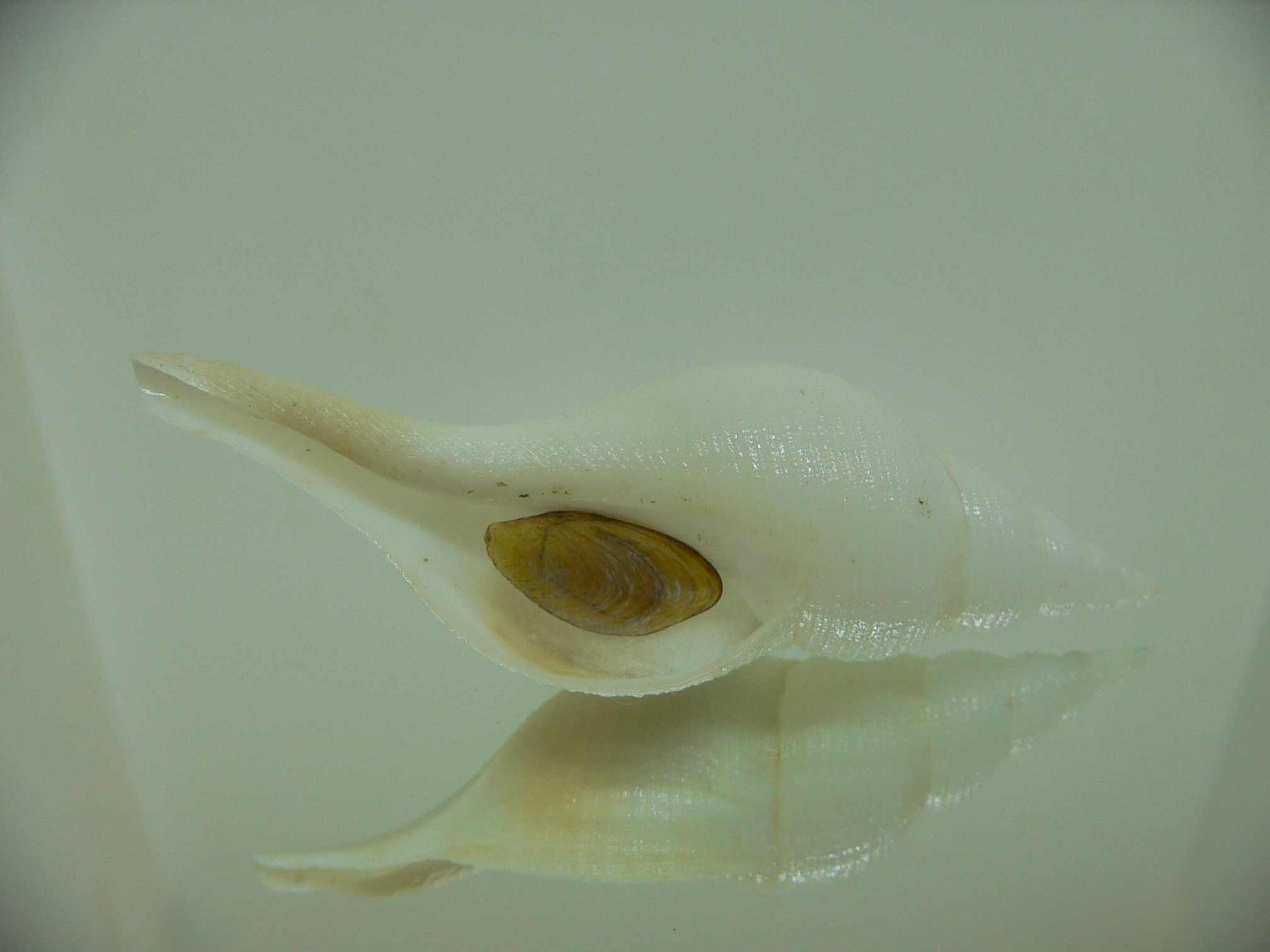 Chryseofusus hyphalus STRIP