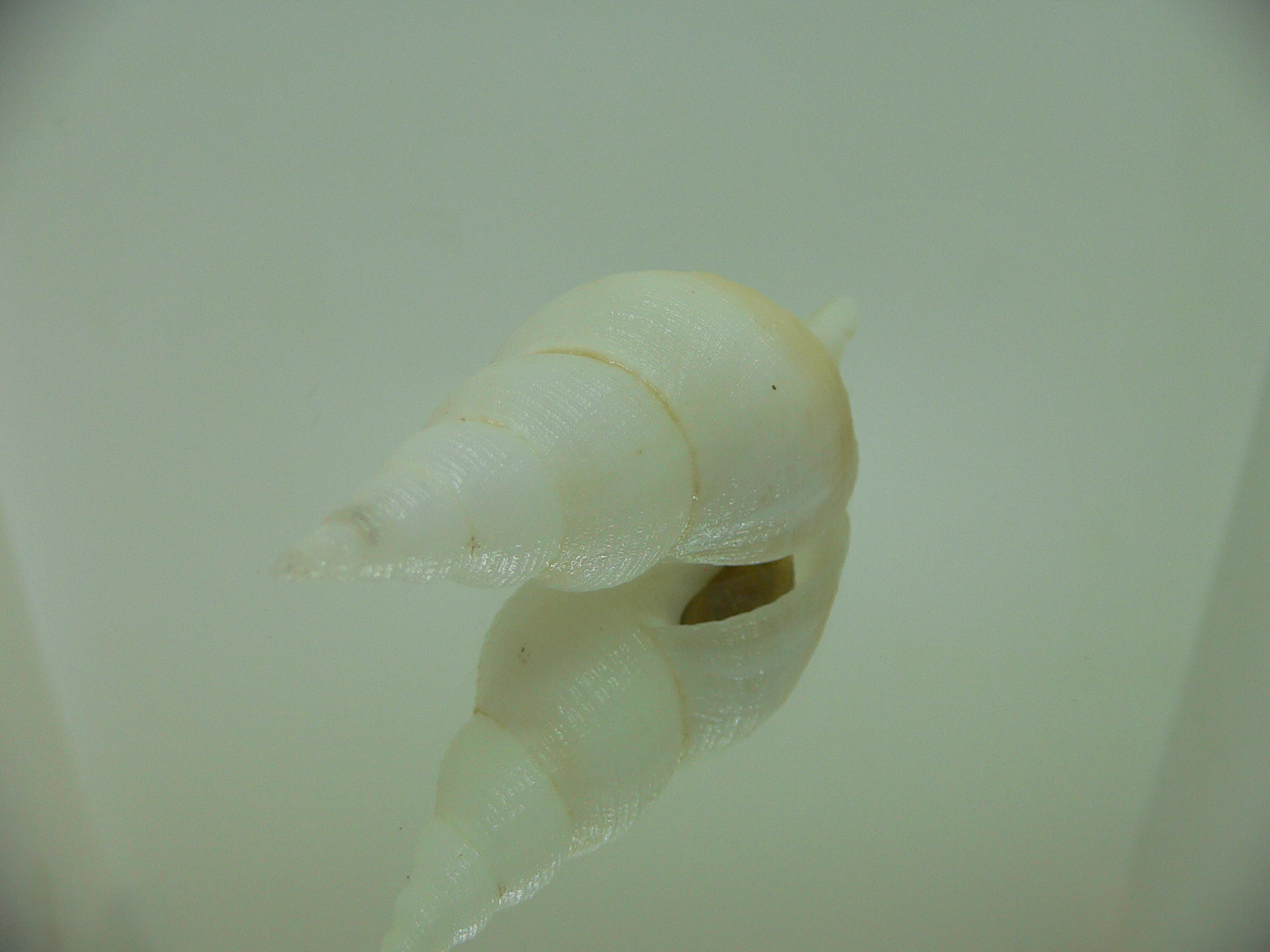 Chryseofusus hyphalus STRIP