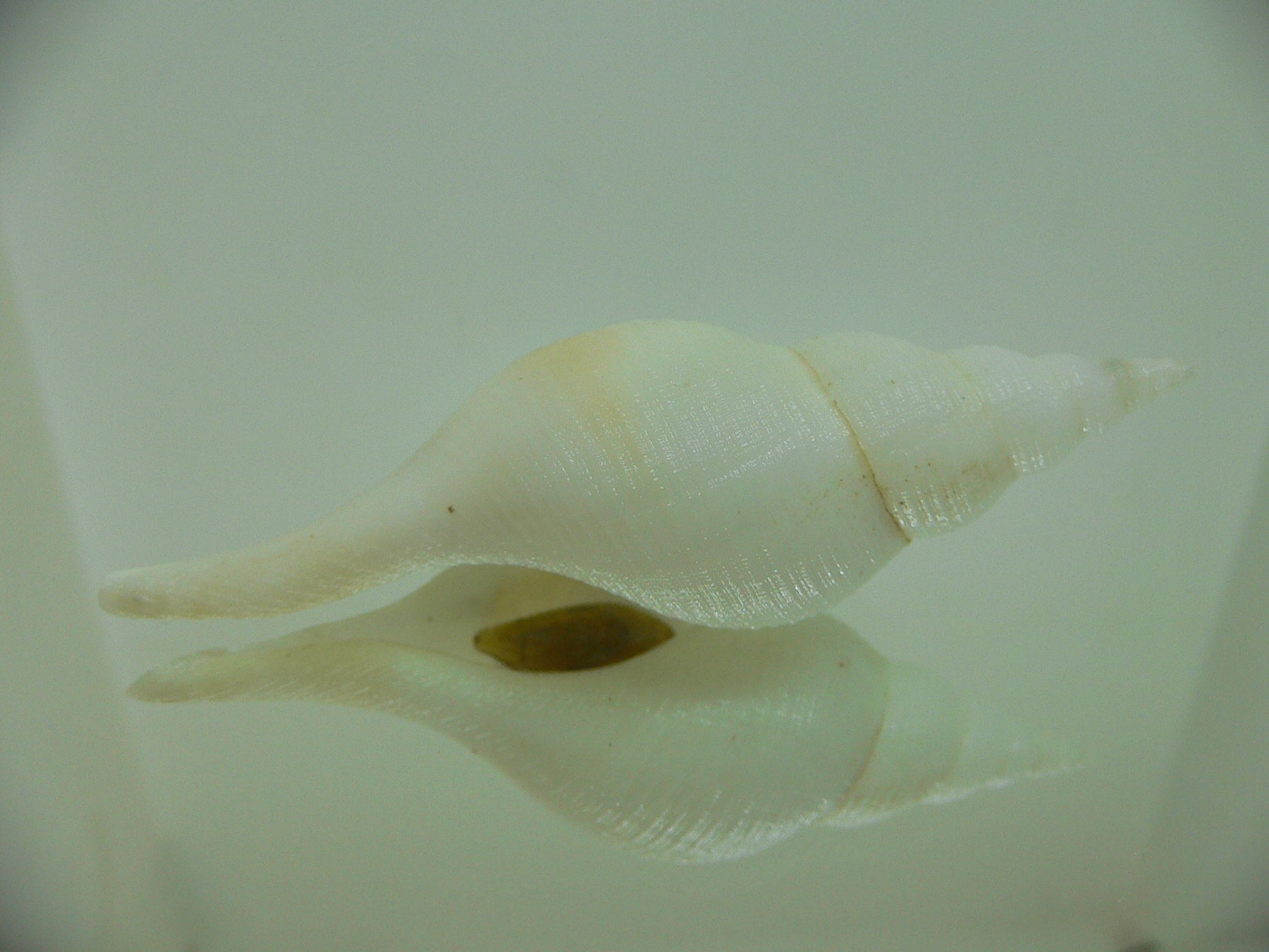 Chryseofusus hyphalus STRIP