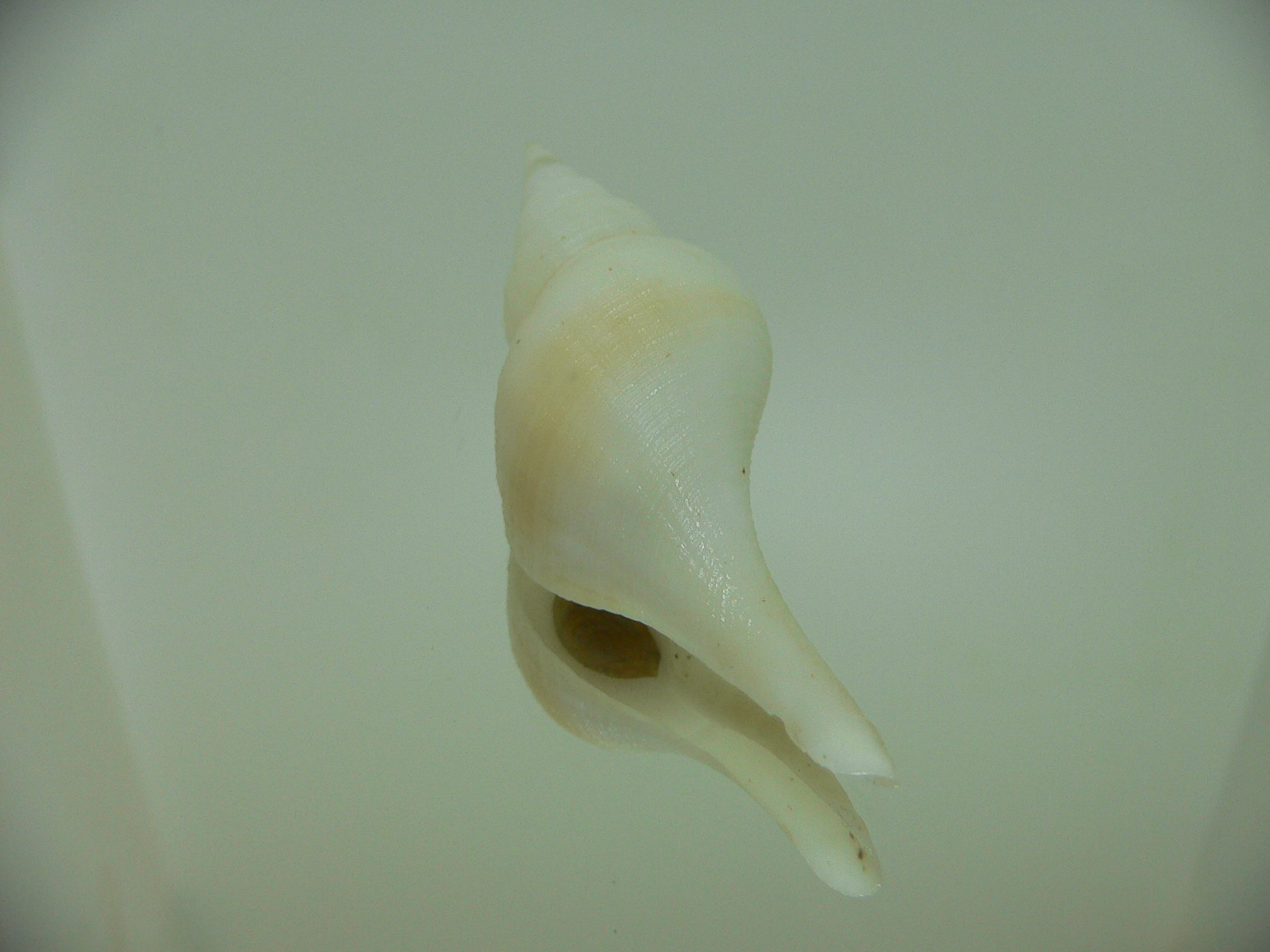 Chryseofusus hyphalus STRIP