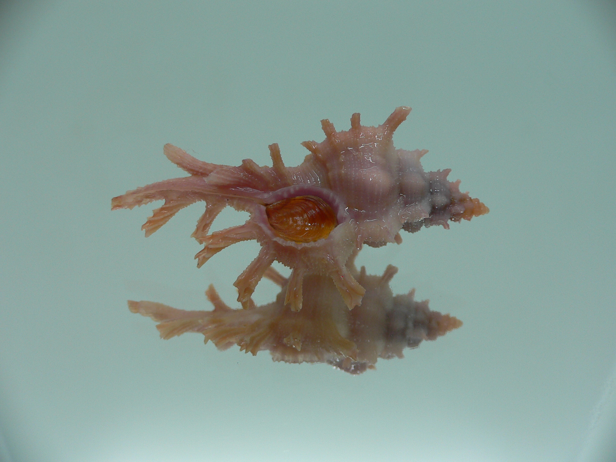 Chicoreus rossiteri DARK PINK