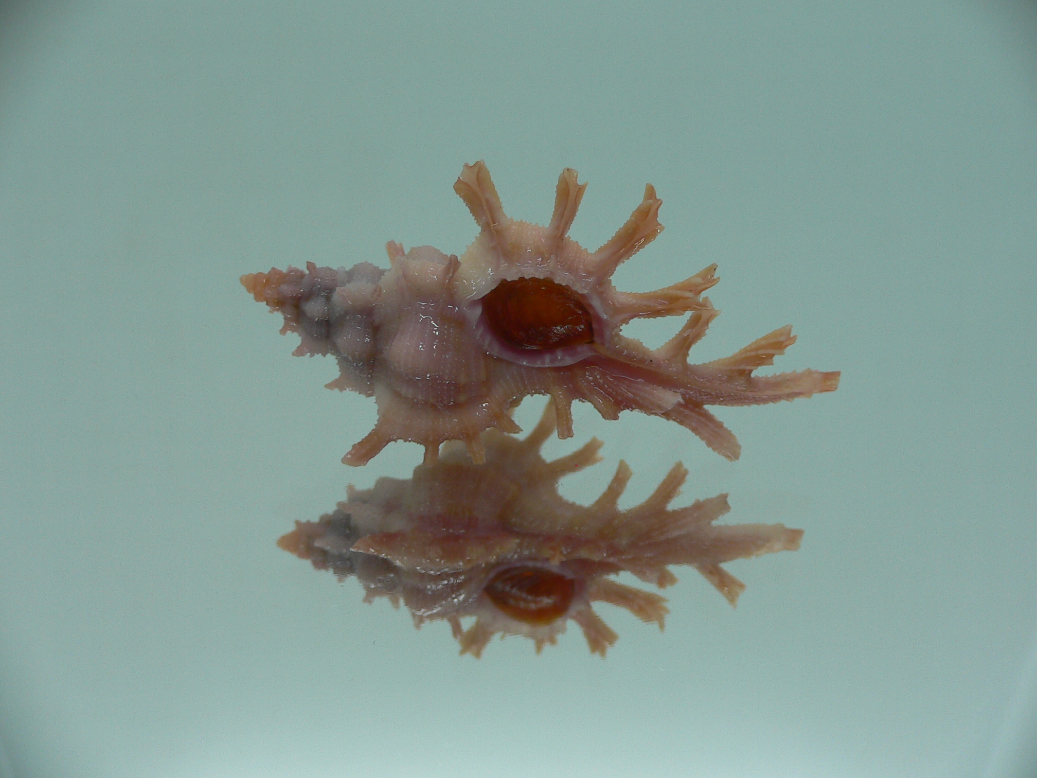 Chicoreus rossiteri DARK PINK