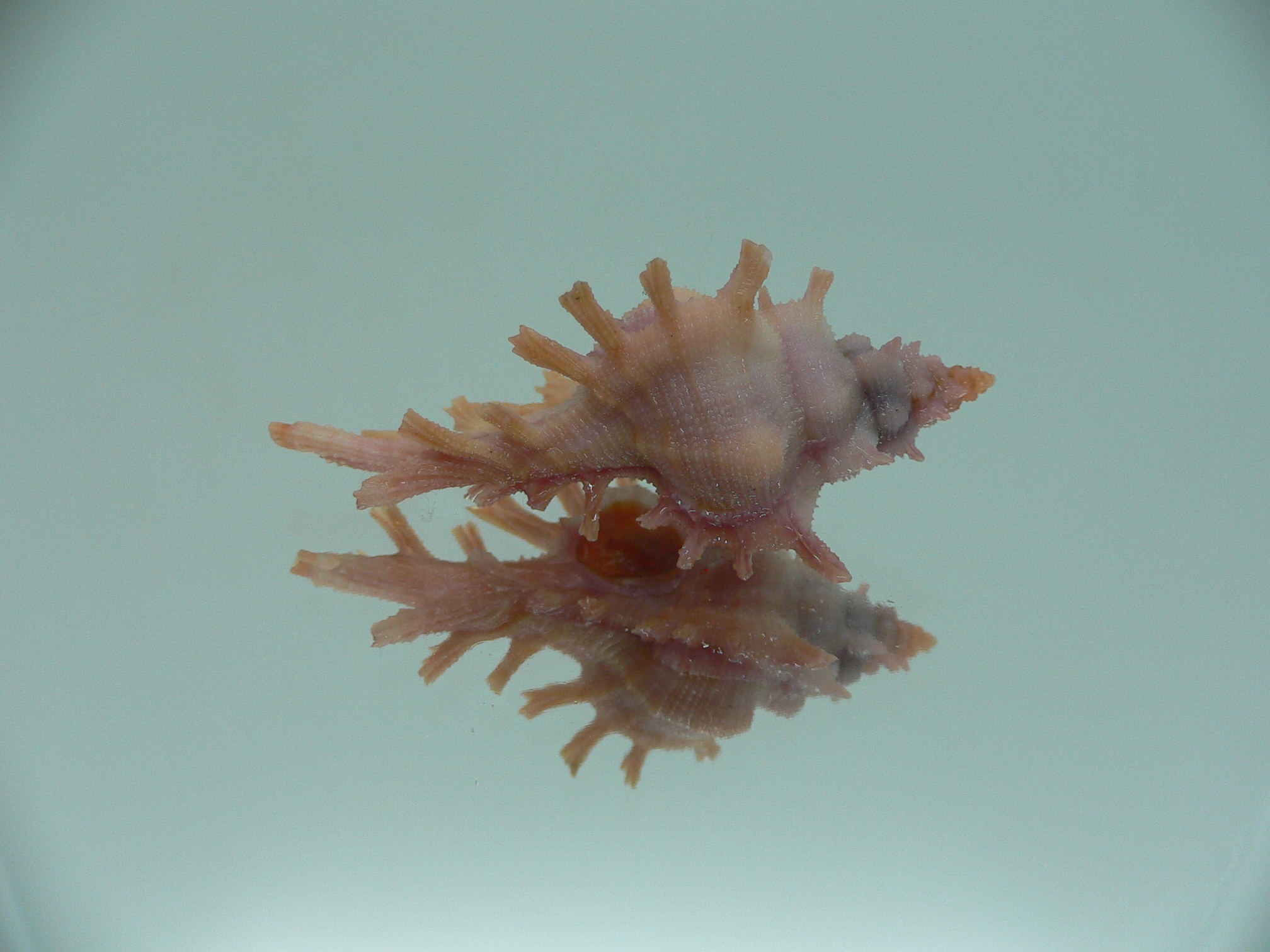 Chicoreus rossiteri DARK PINK