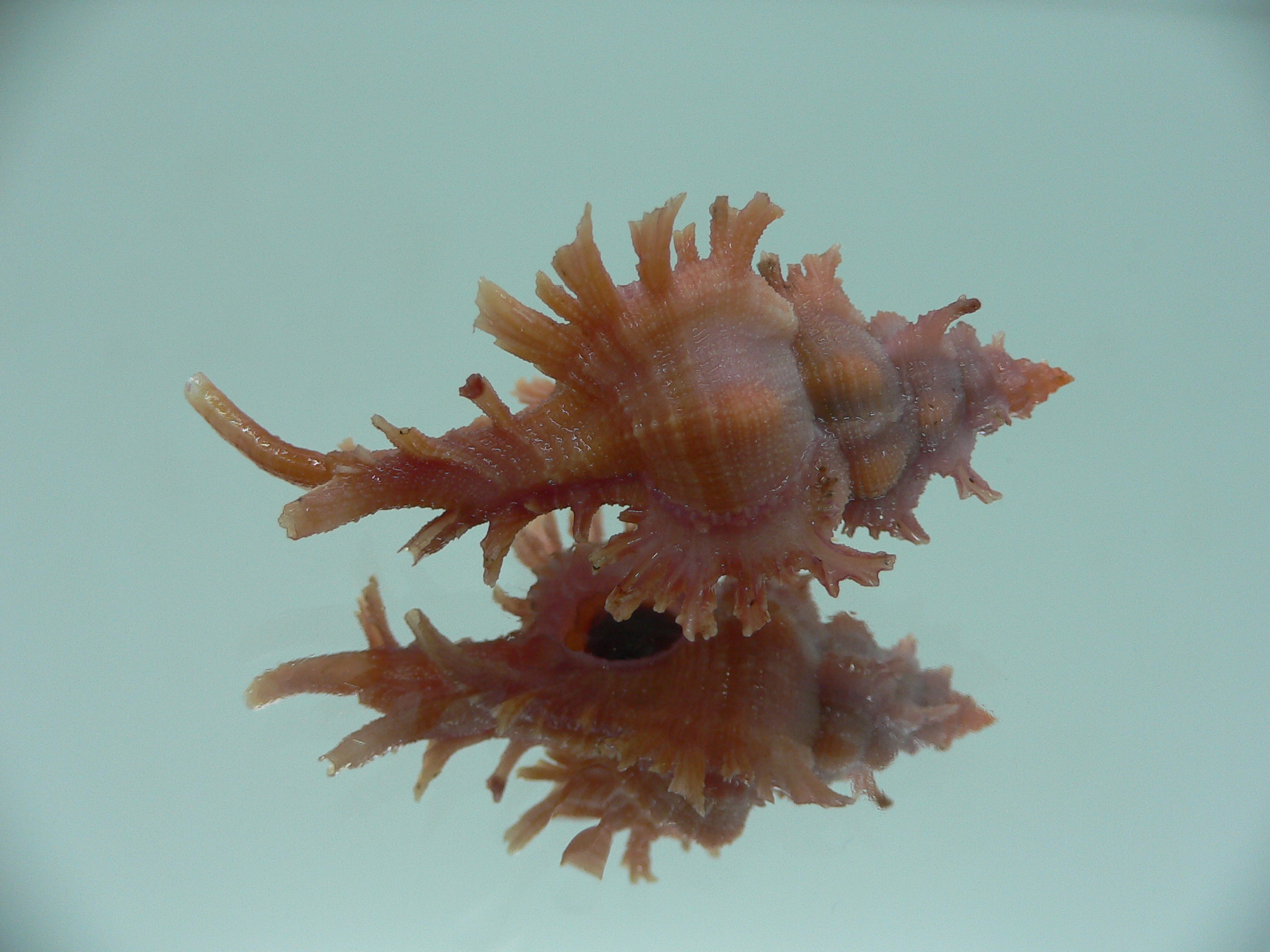 Chicoreus rossiteri DARK PINK