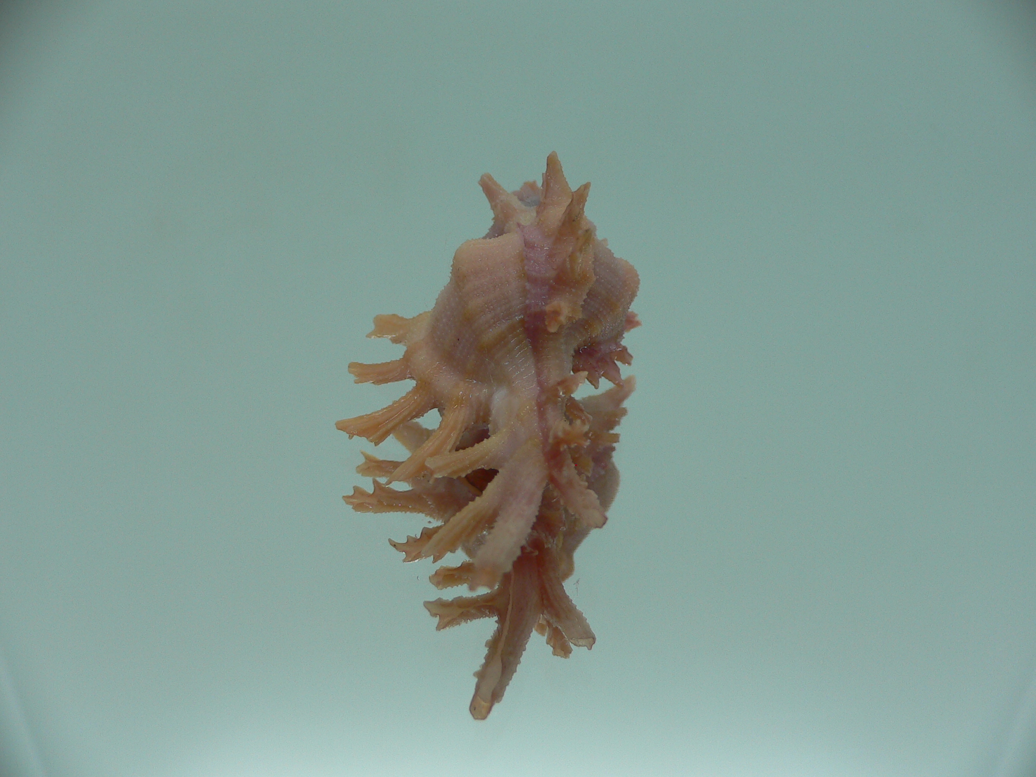 Chicoreus rossiteri DARK PINK