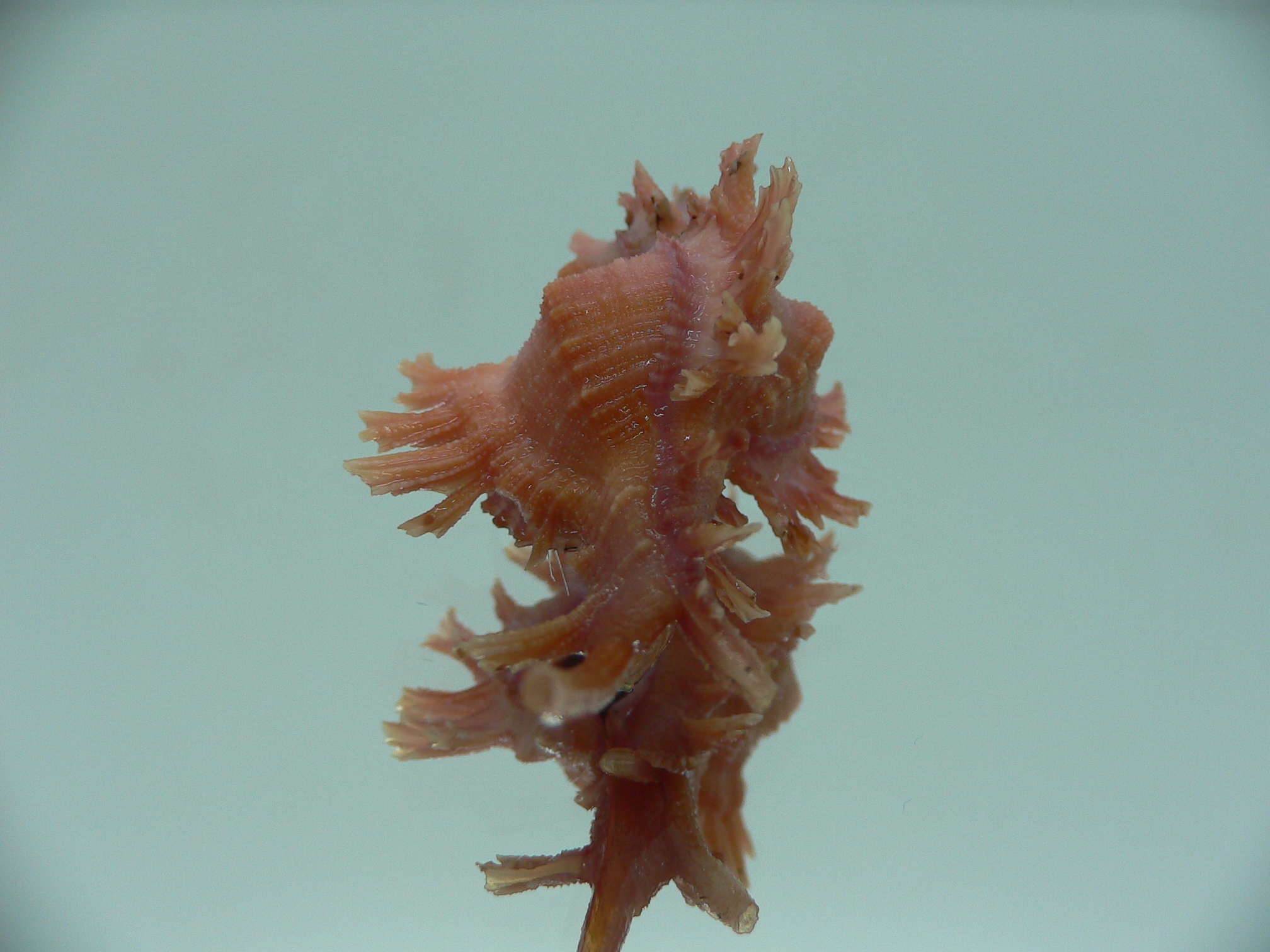 Chicoreus rossiteri DARK PINK