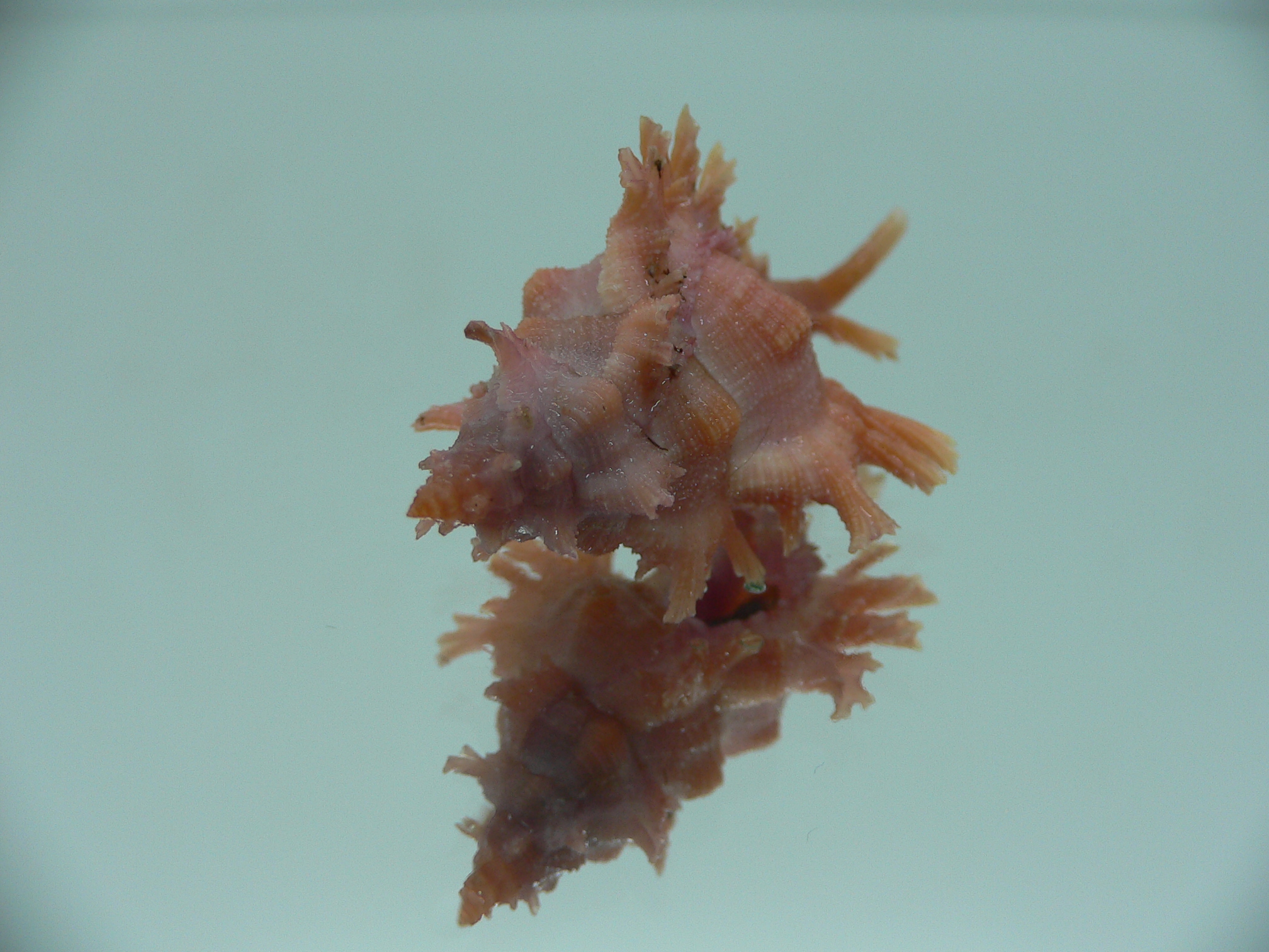 Chicoreus rossiteri DARK PINK