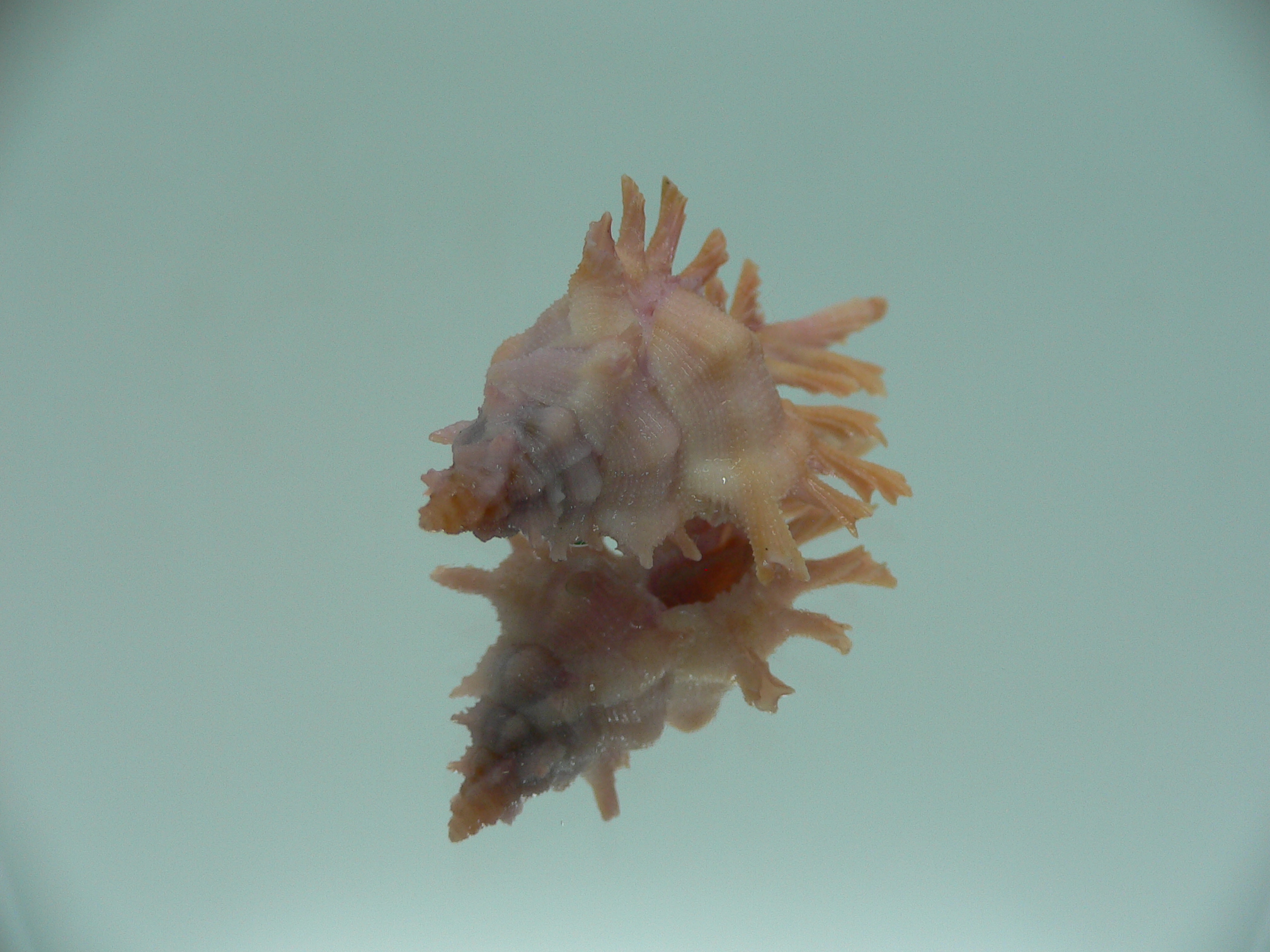 Chicoreus rossiteri DARK PINK