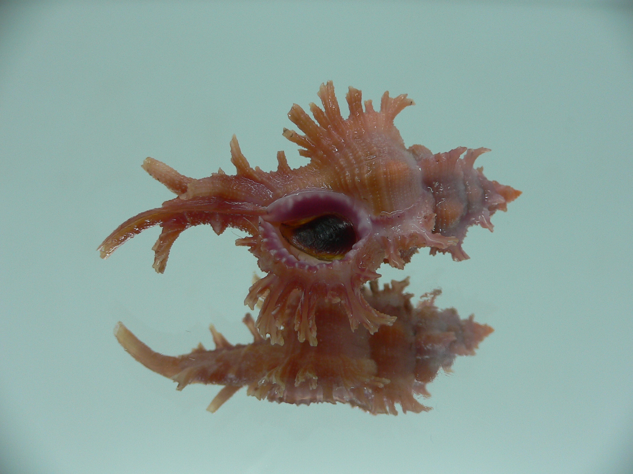 Chicoreus rossiteri DARK PINK