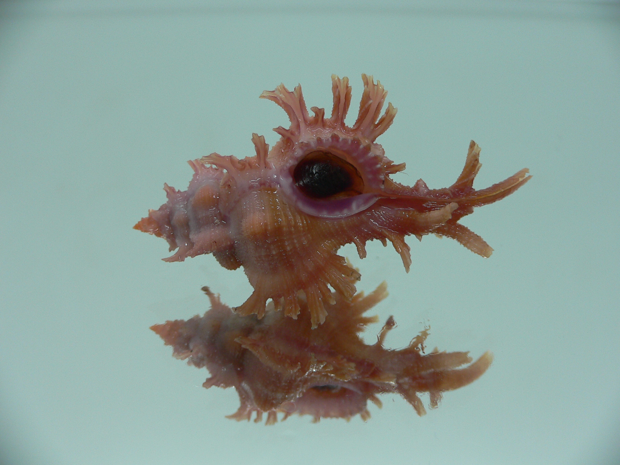 Chicoreus rossiteri DARK PINK