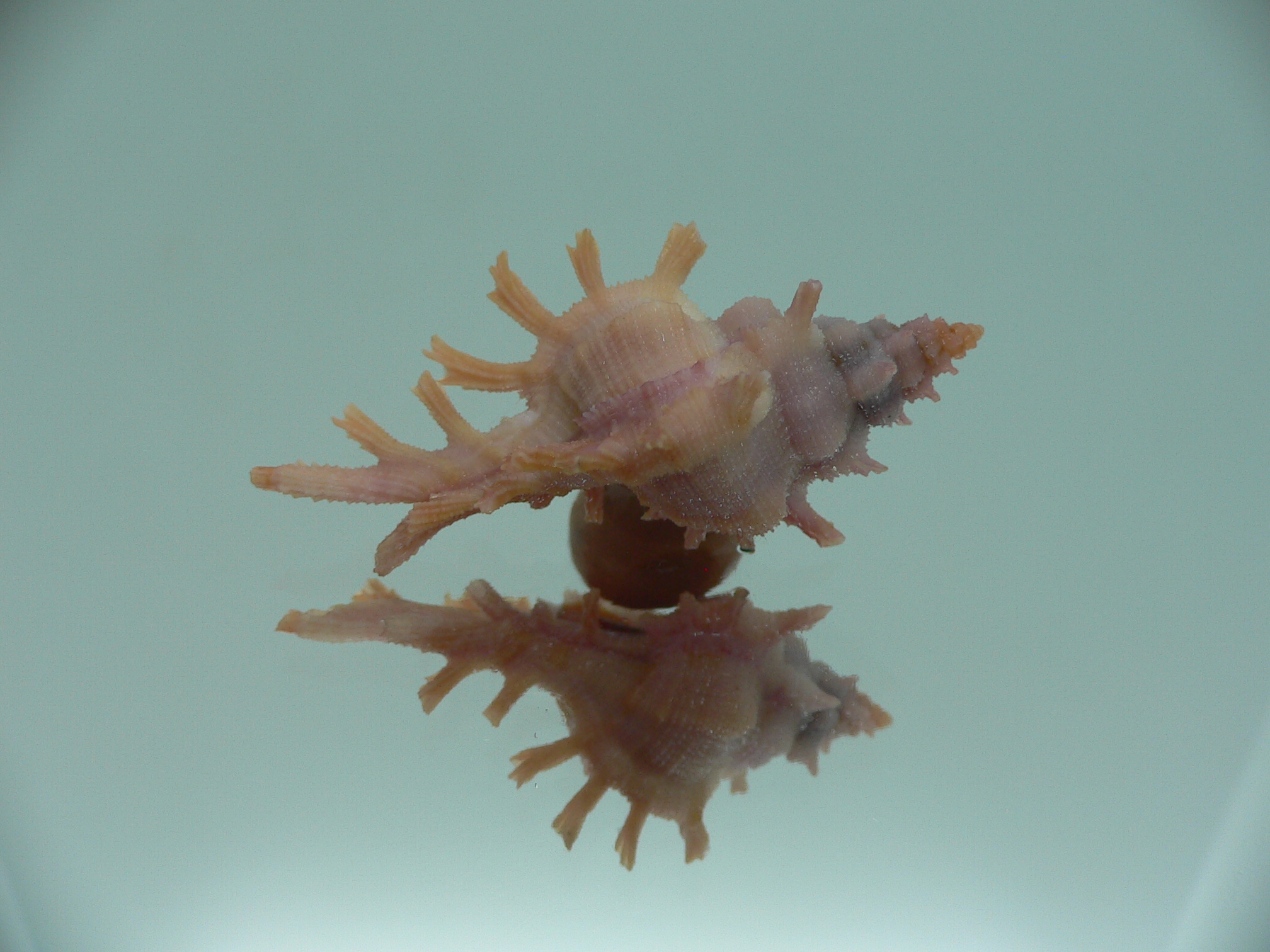 Chicoreus rossiteri DARK PINK