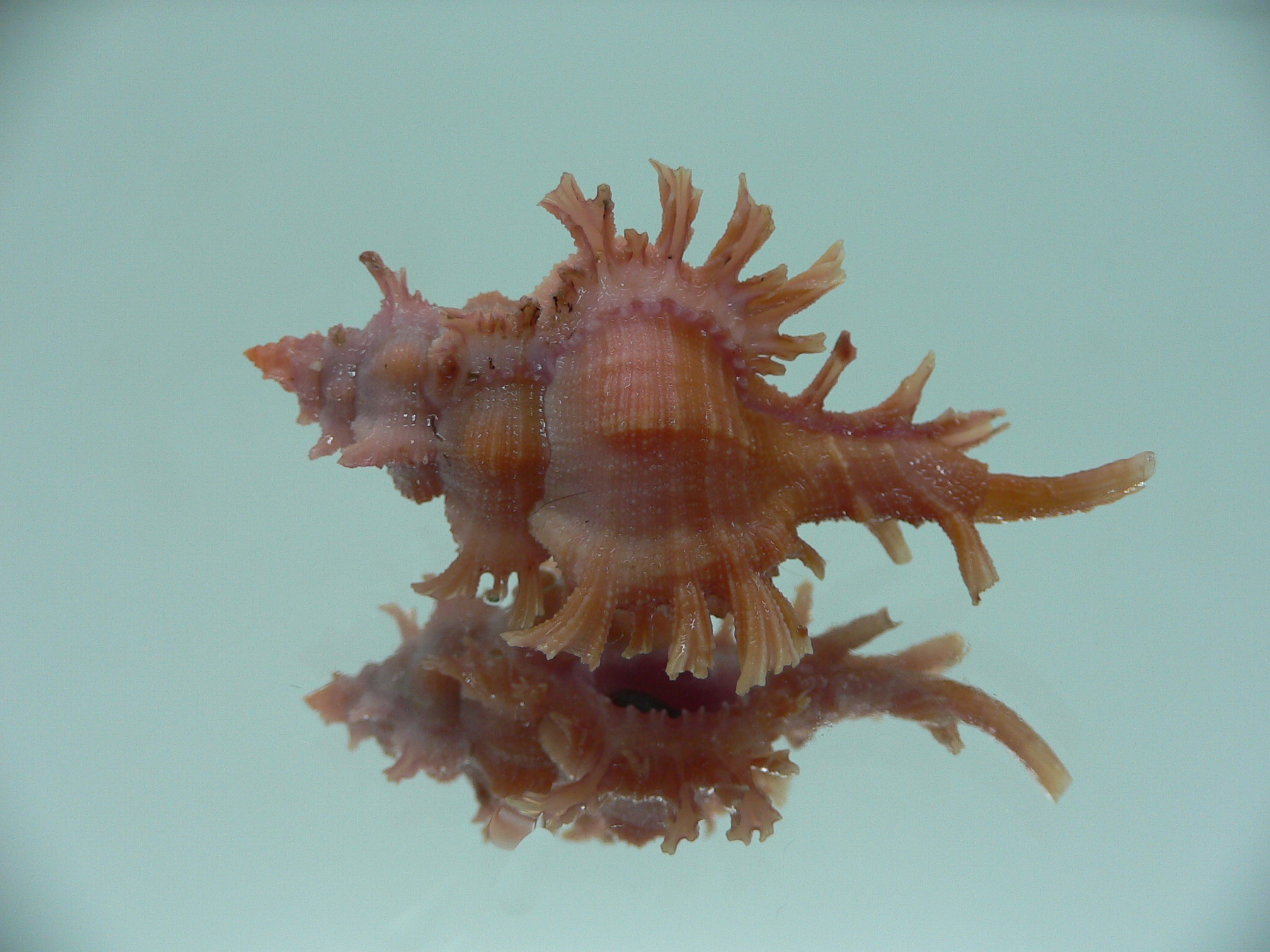 Chicoreus rossiteri DARK PINK