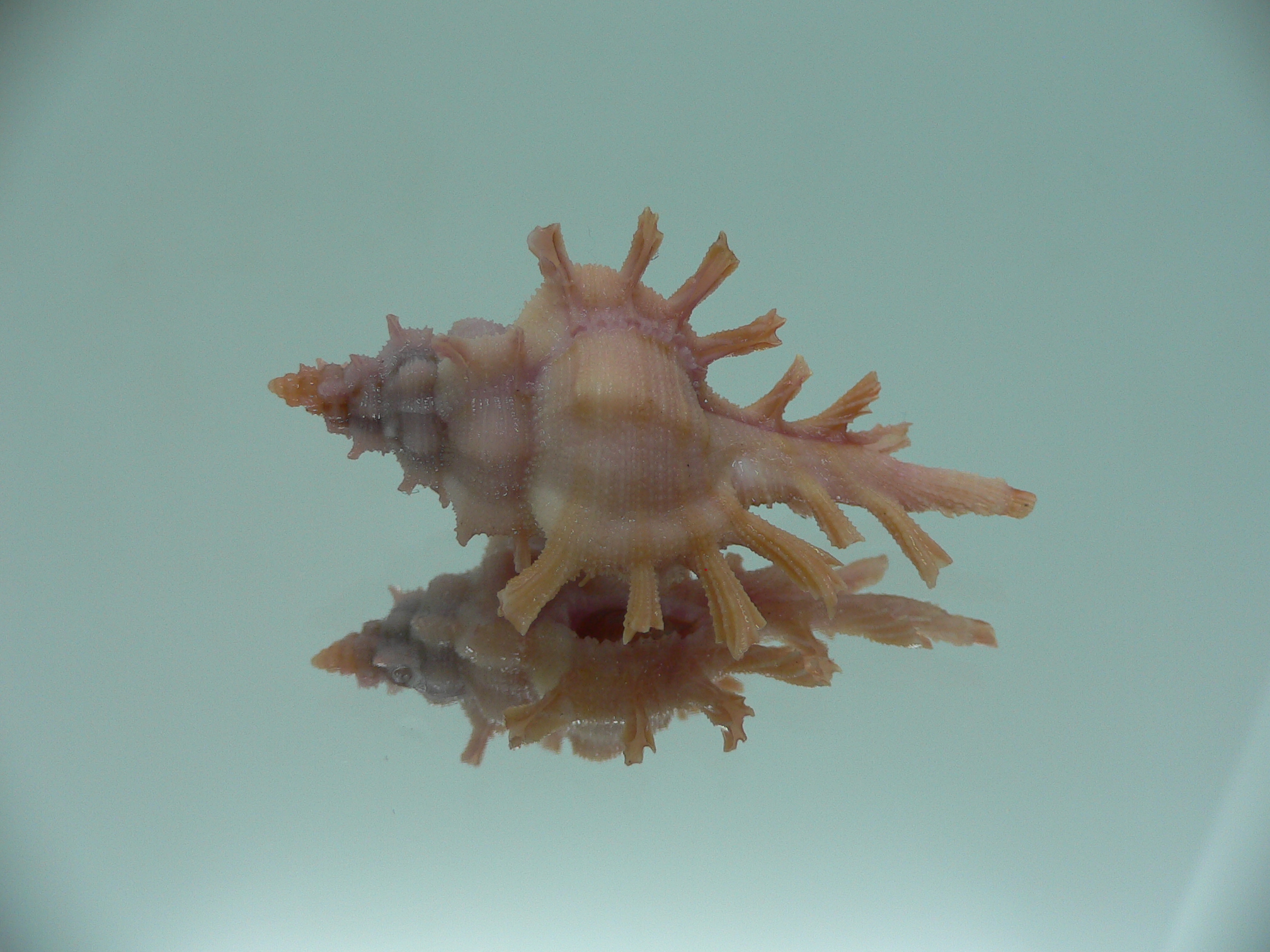 Chicoreus rossiteri DARK PINK