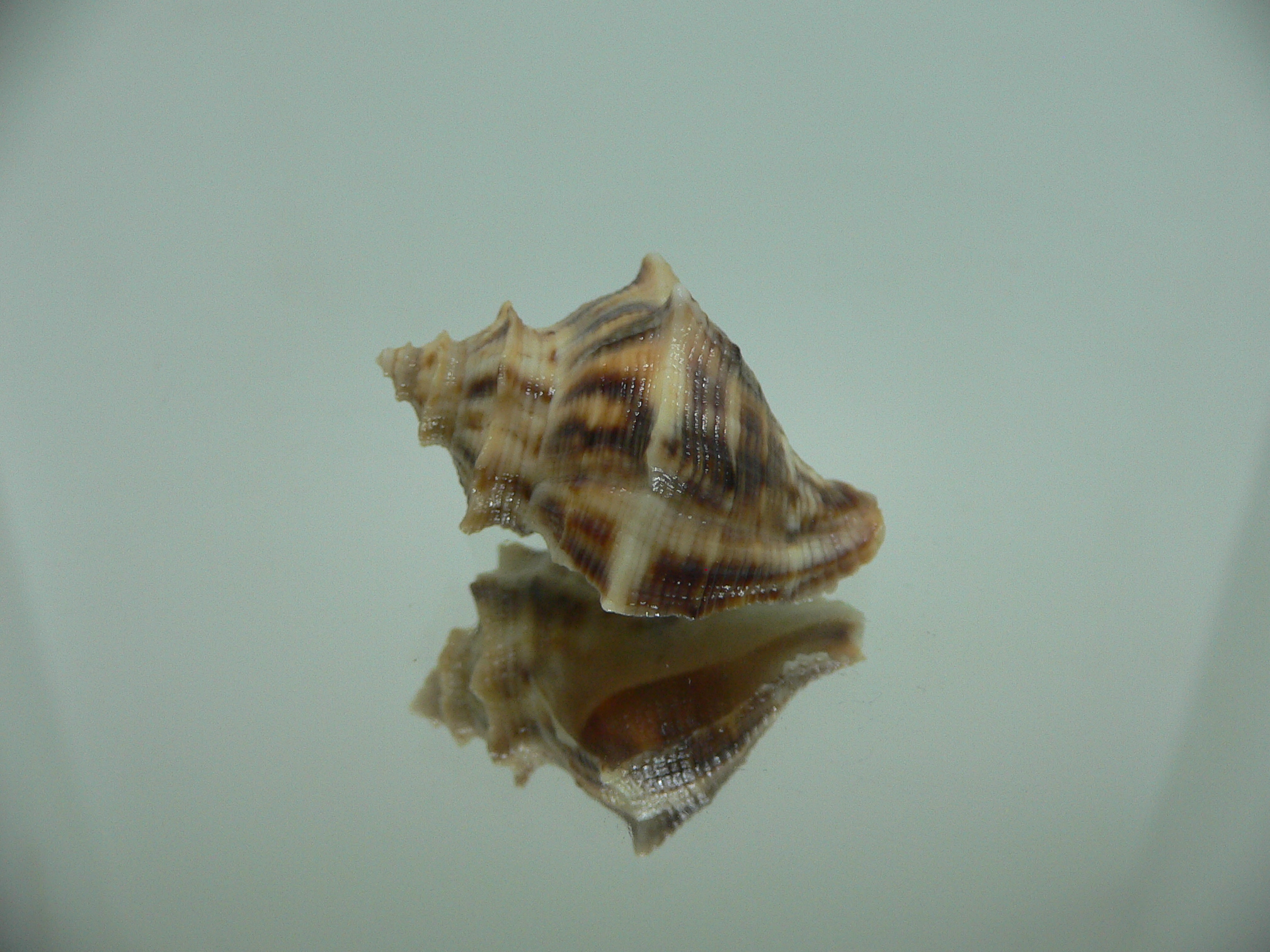 Indothais lacera BEAUTIFUL DWARF