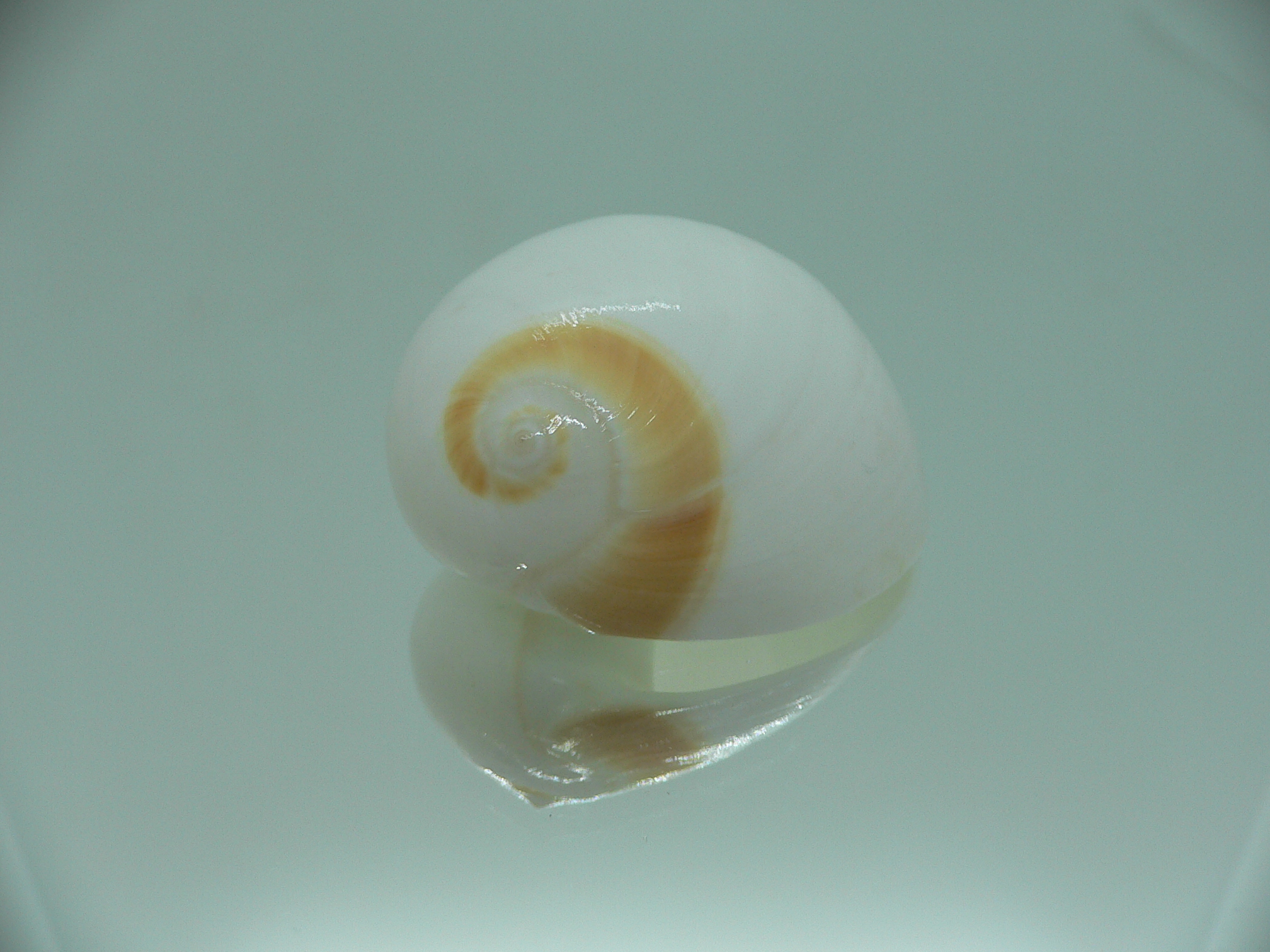 Natica SP.