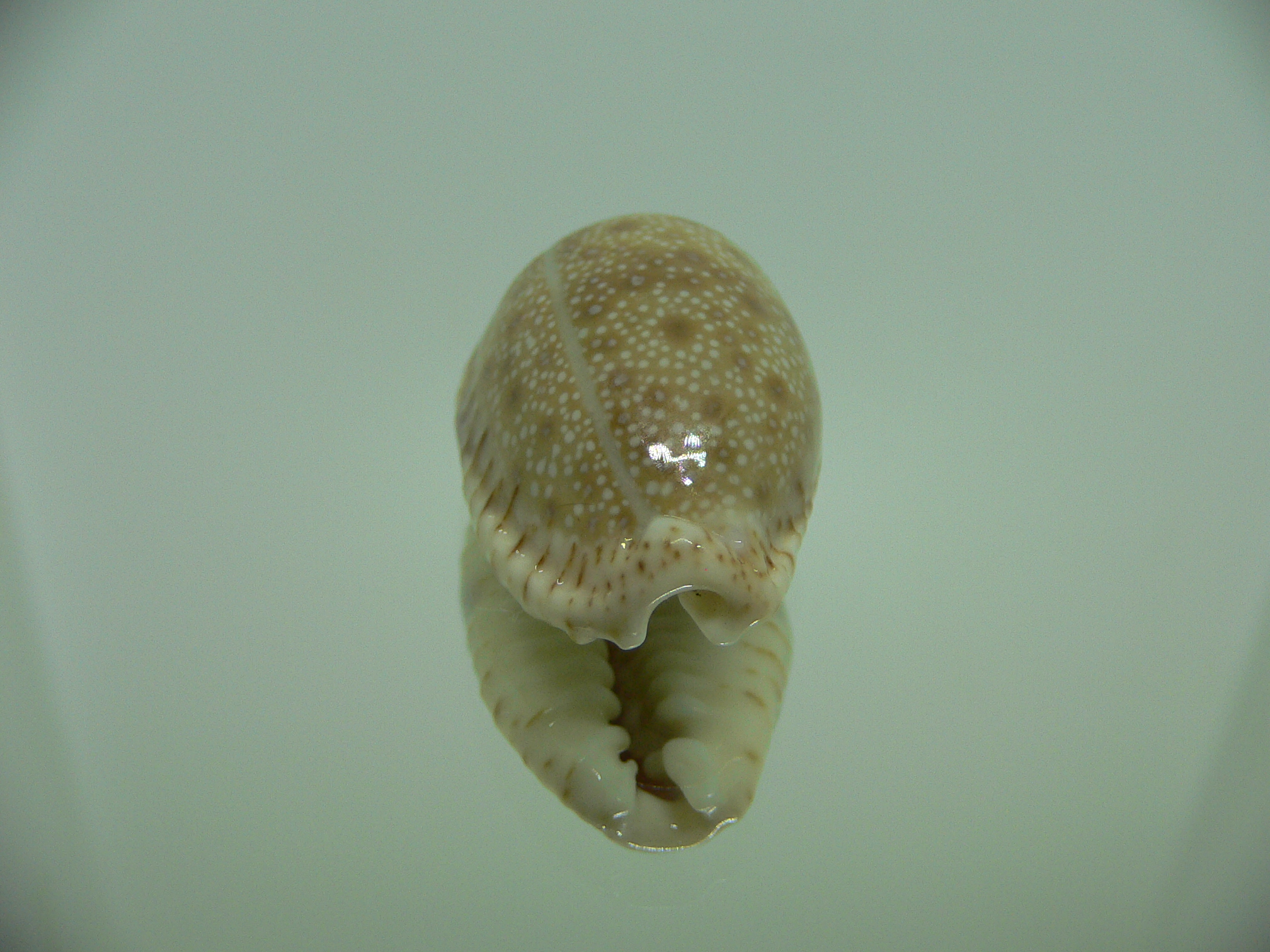 Cypraea erosa erosa IDEAL