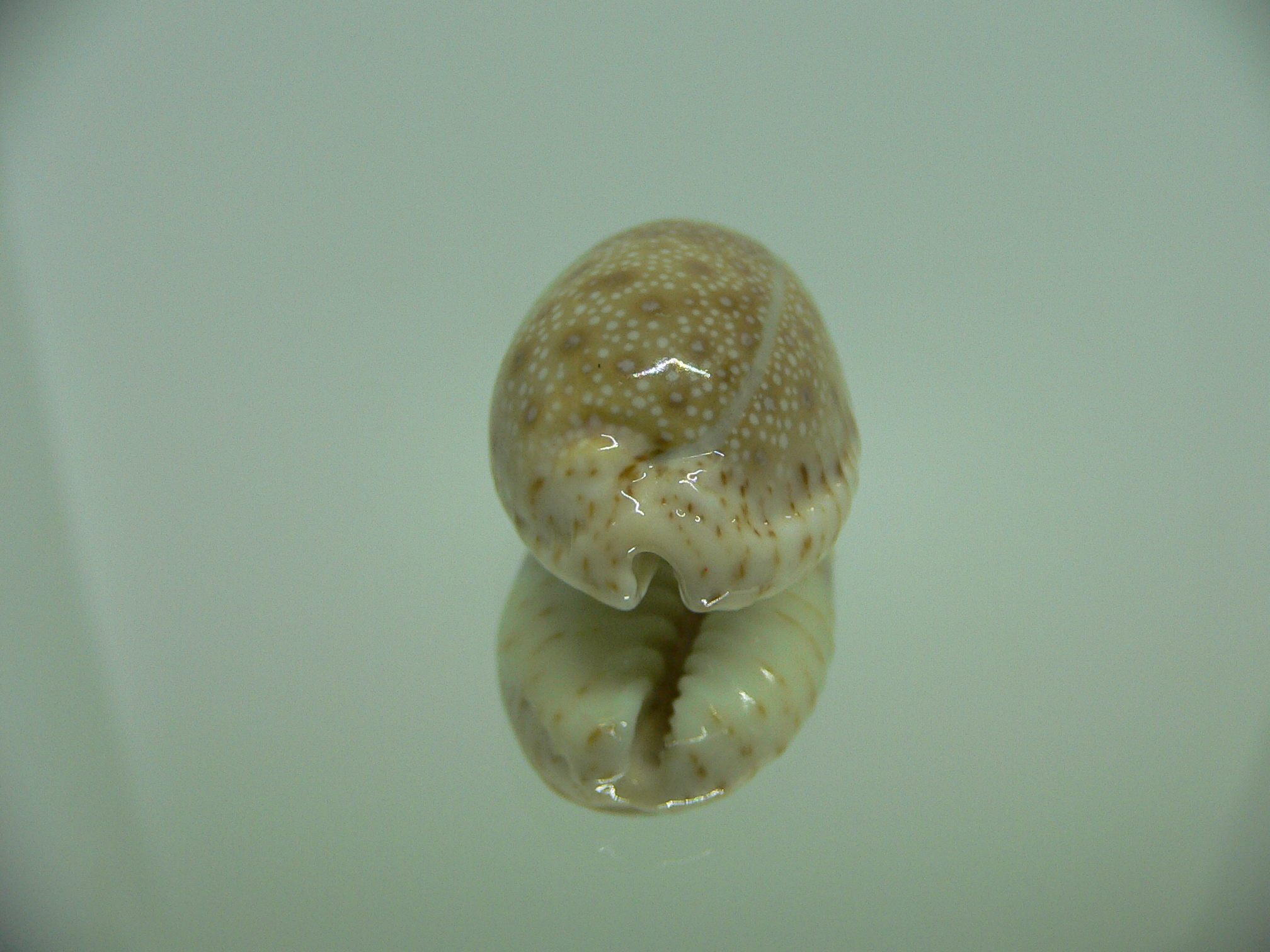 Cypraea erosa erosa IDEAL