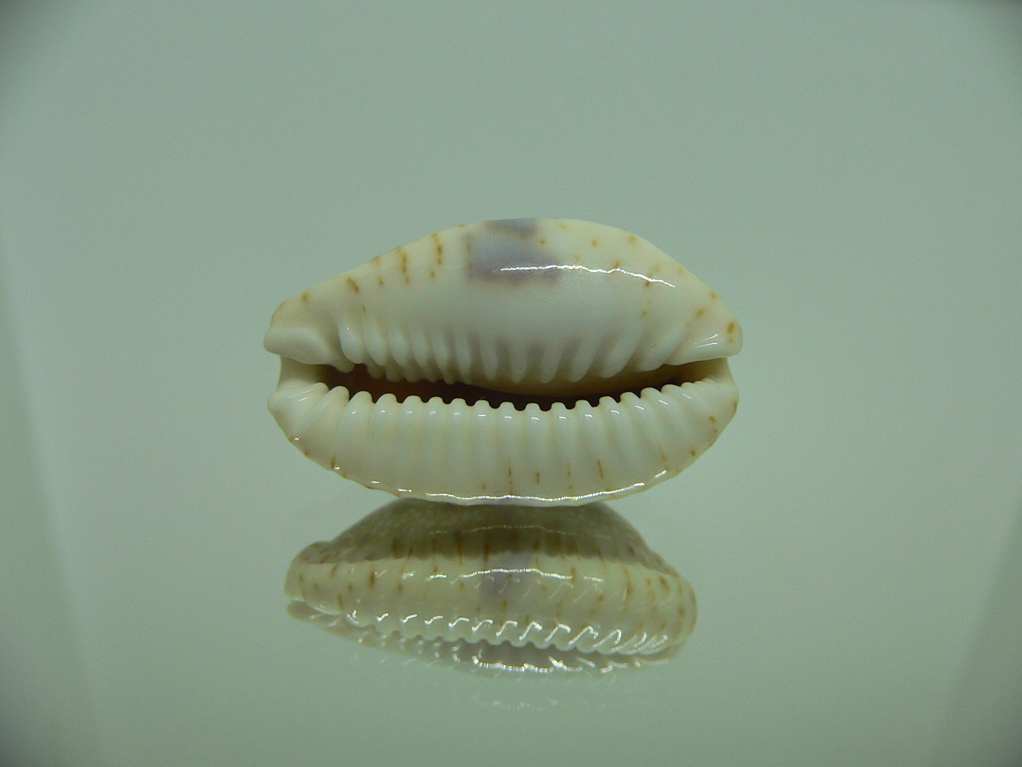 Cypraea erosa erosa IDEAL