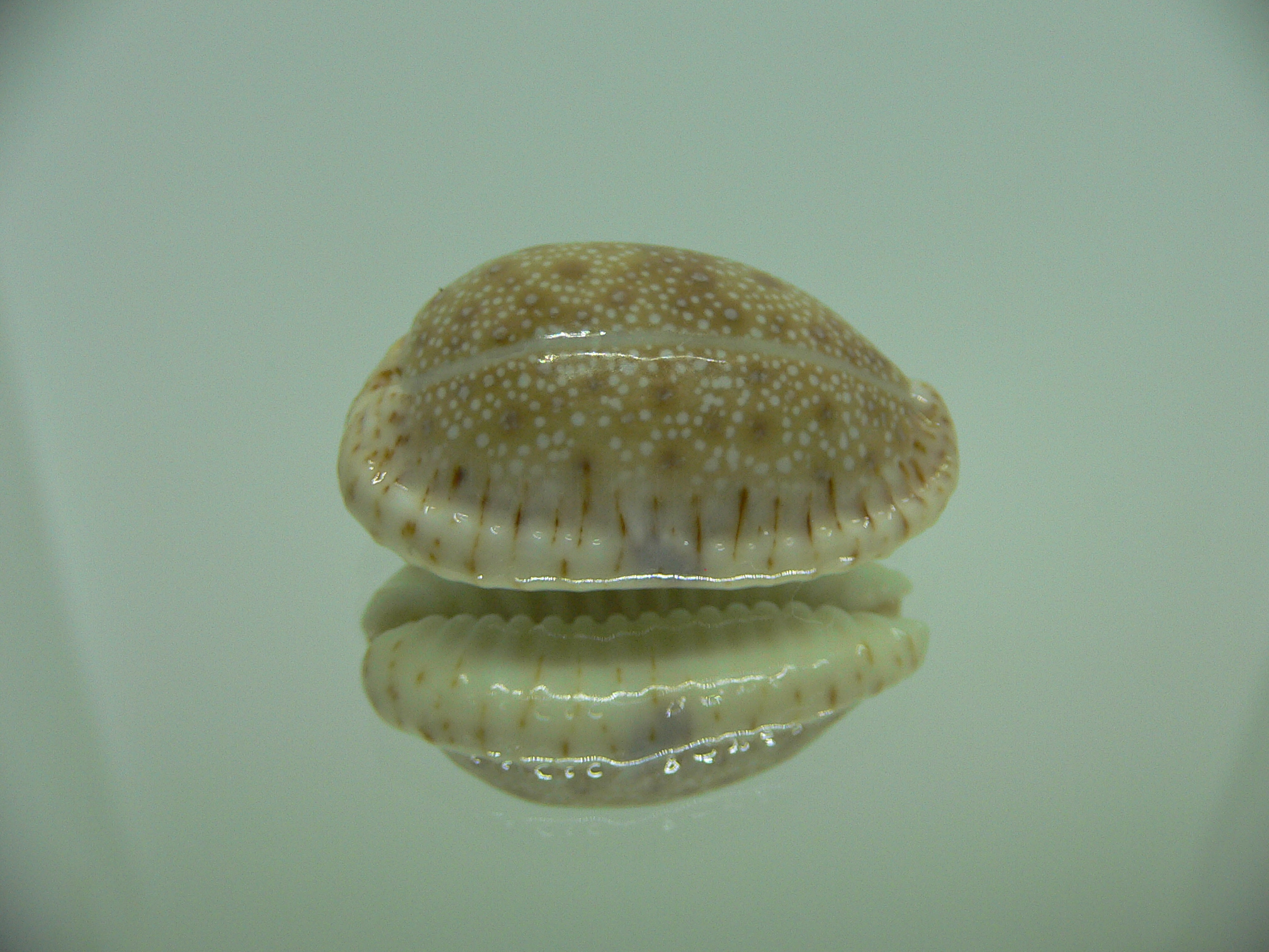 Cypraea erosa erosa IDEAL