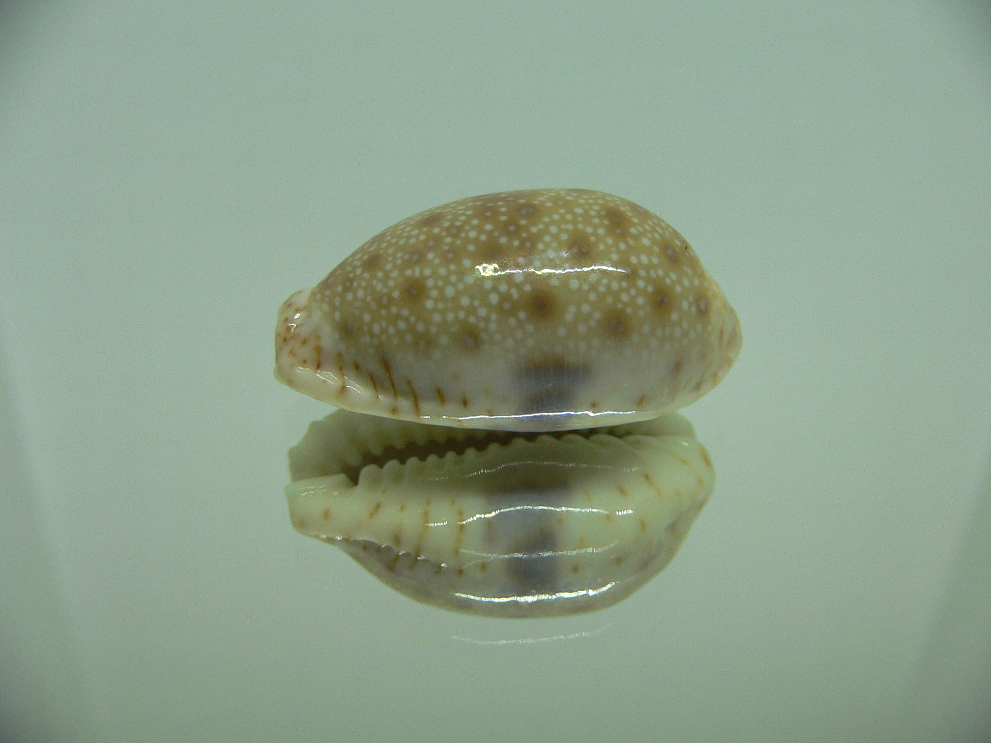 Cypraea erosa erosa IDEAL