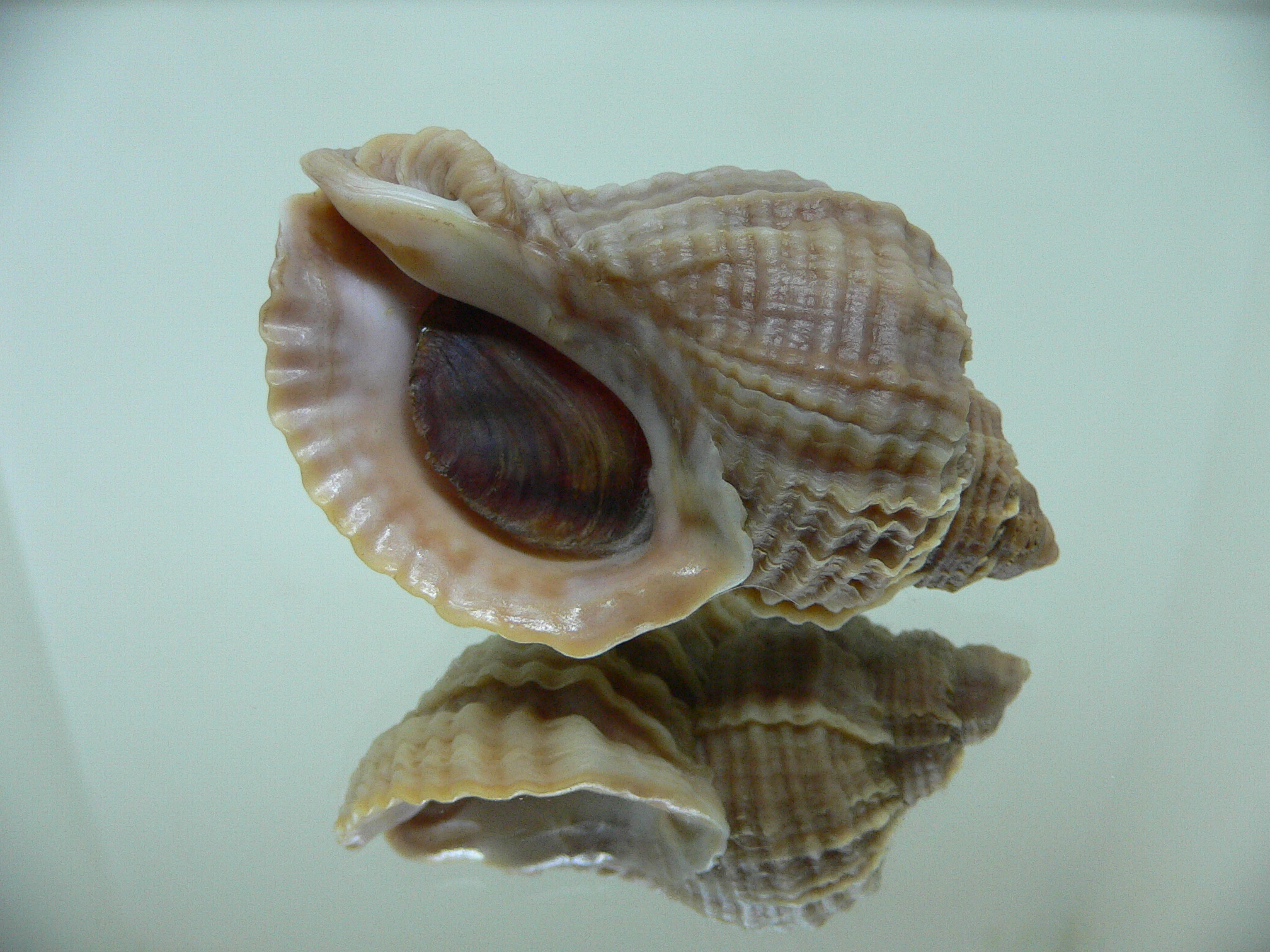 Nucella freycinetii alabaster AMAZING BEAUTIFUL