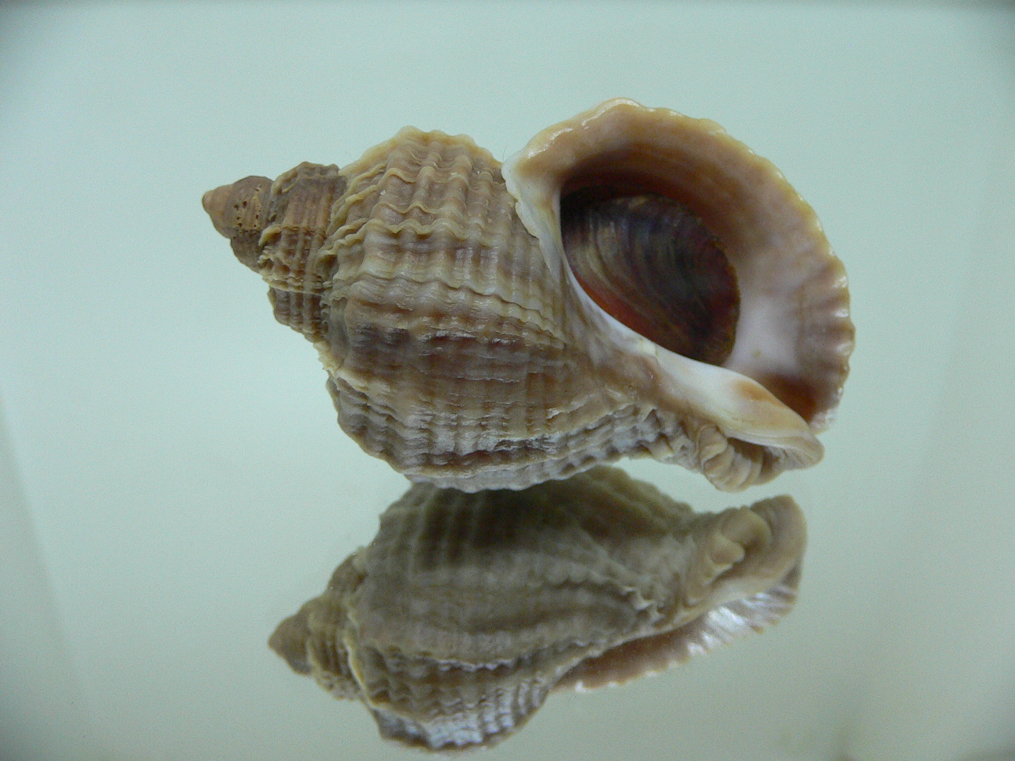 Nucella freycinetii alabaster AMAZING BEAUTIFUL