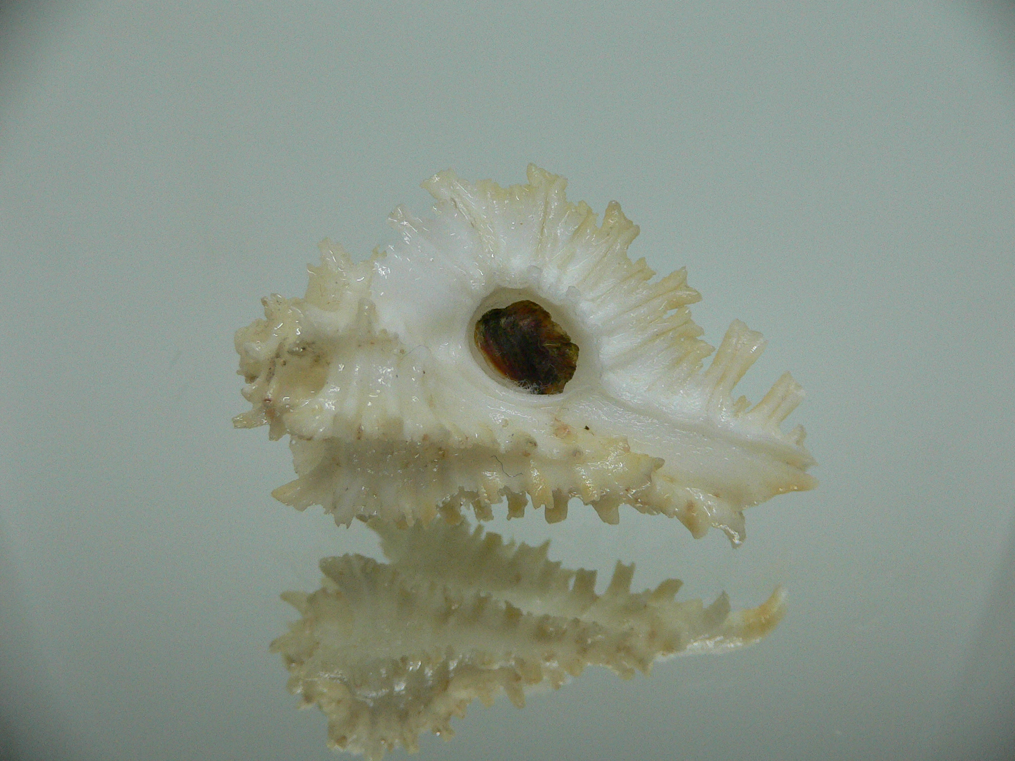 Homalocantha secunda BEAUTIFUL