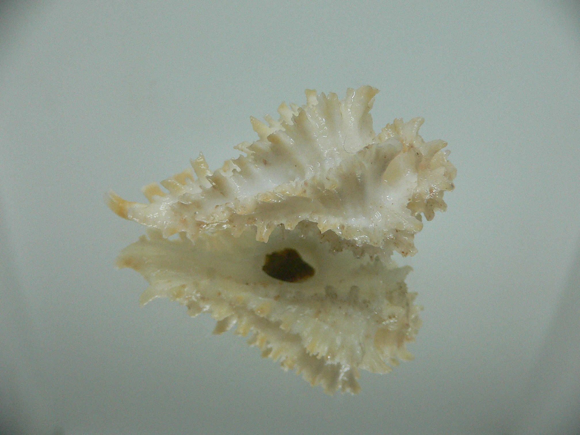 Homalocantha secunda BEAUTIFUL