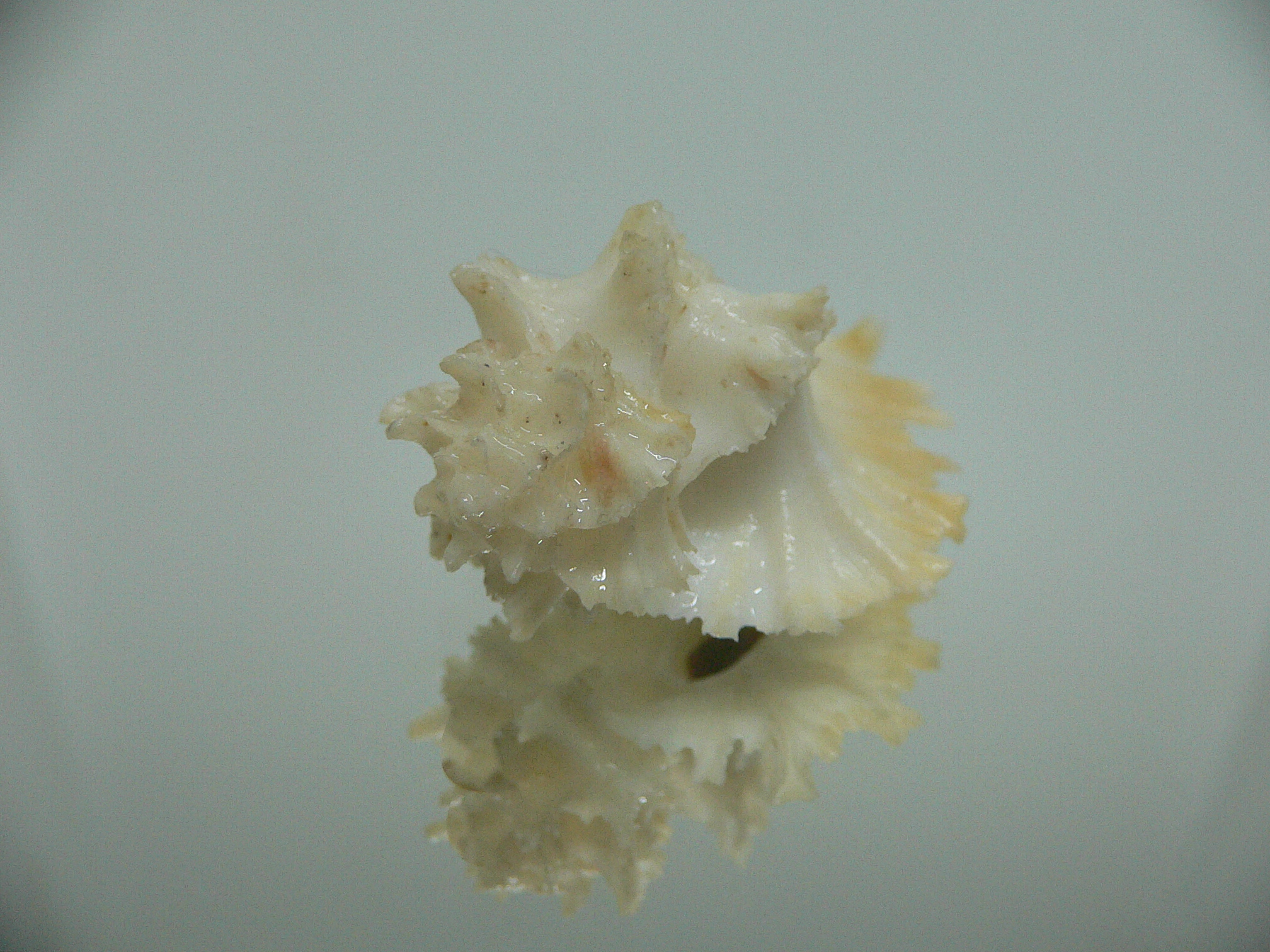 Homalocantha secunda BEAUTIFUL