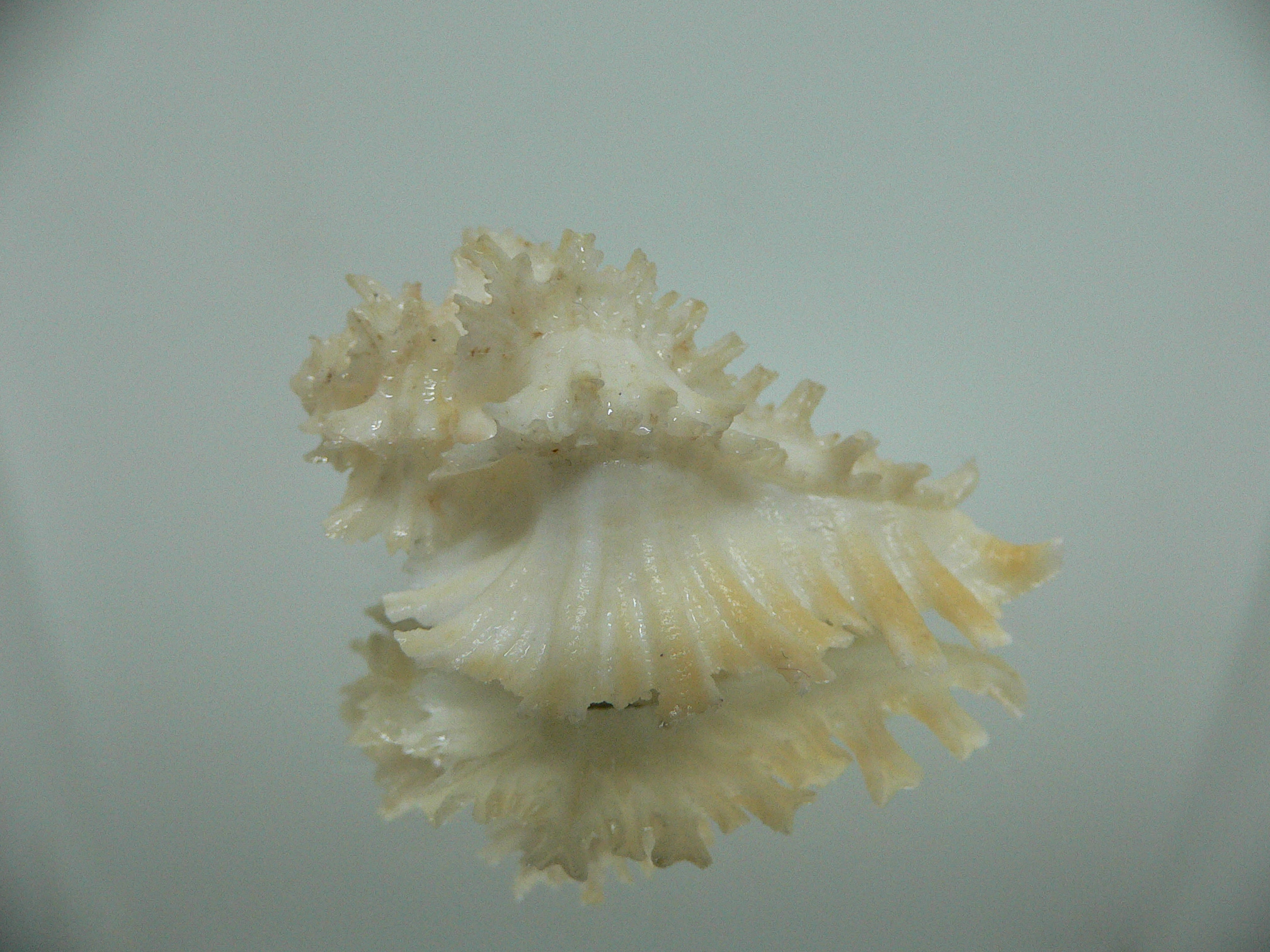 Homalocantha secunda BEAUTIFUL