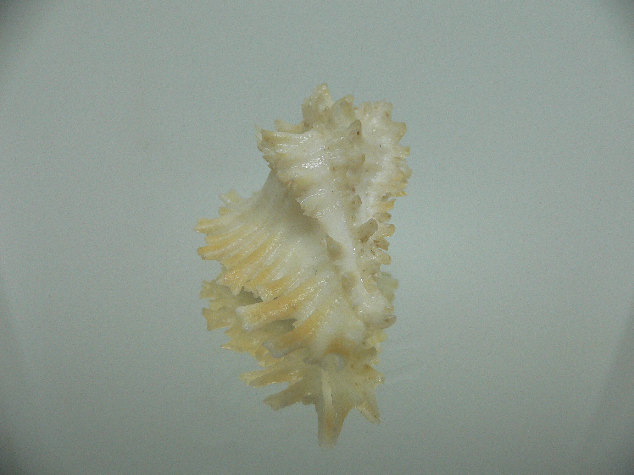 Homalocantha secunda BEAUTIFUL