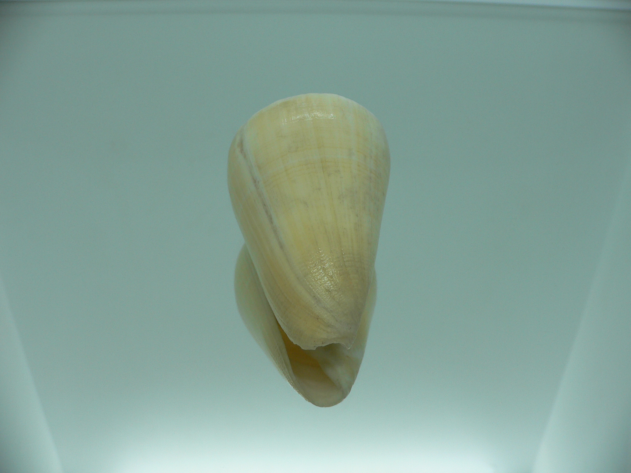 Conus quercinus LIGHT