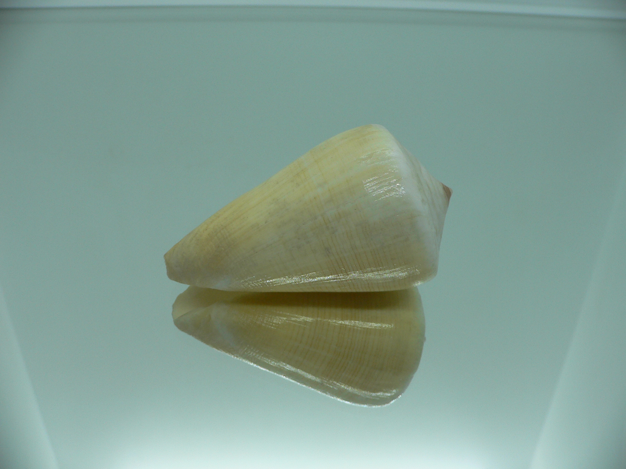 Conus quercinus LIGHT