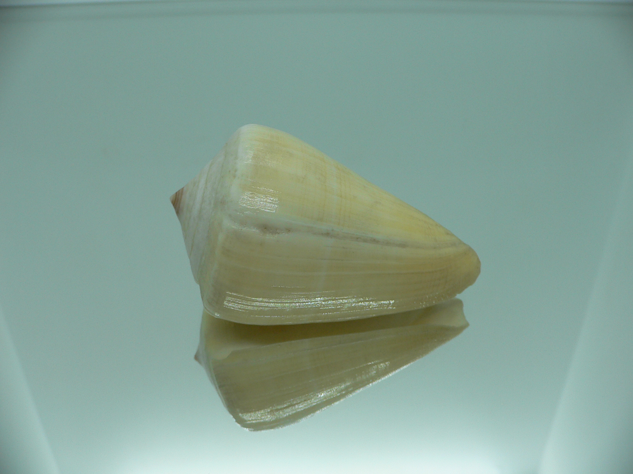 Conus quercinus LIGHT