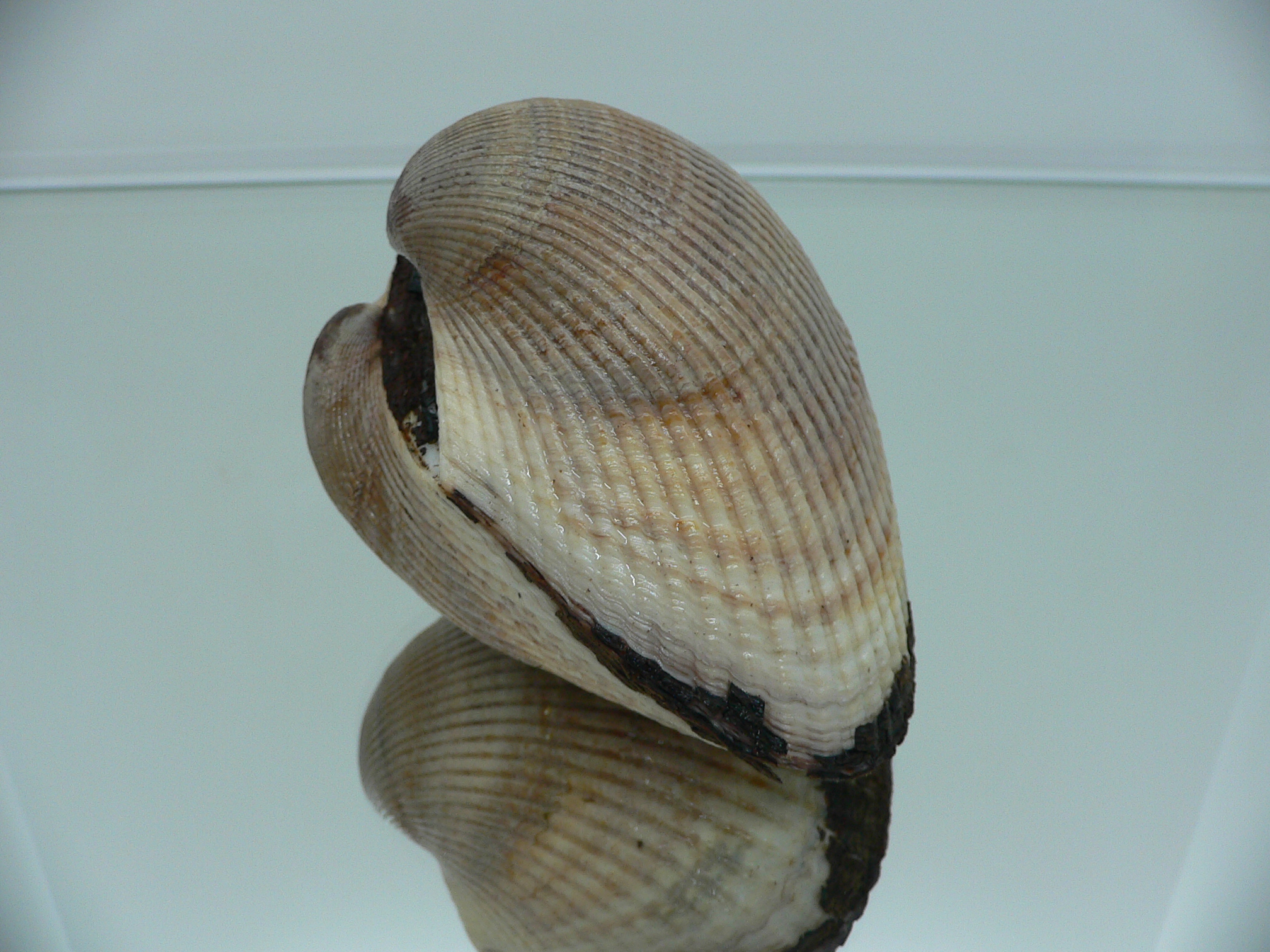 Anadara broughtoni IDEAL