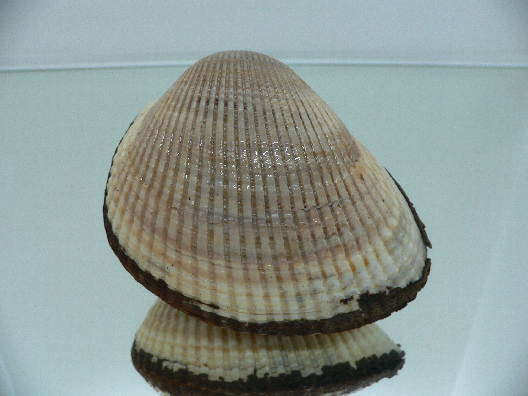 Anadara broughtoni IDEAL