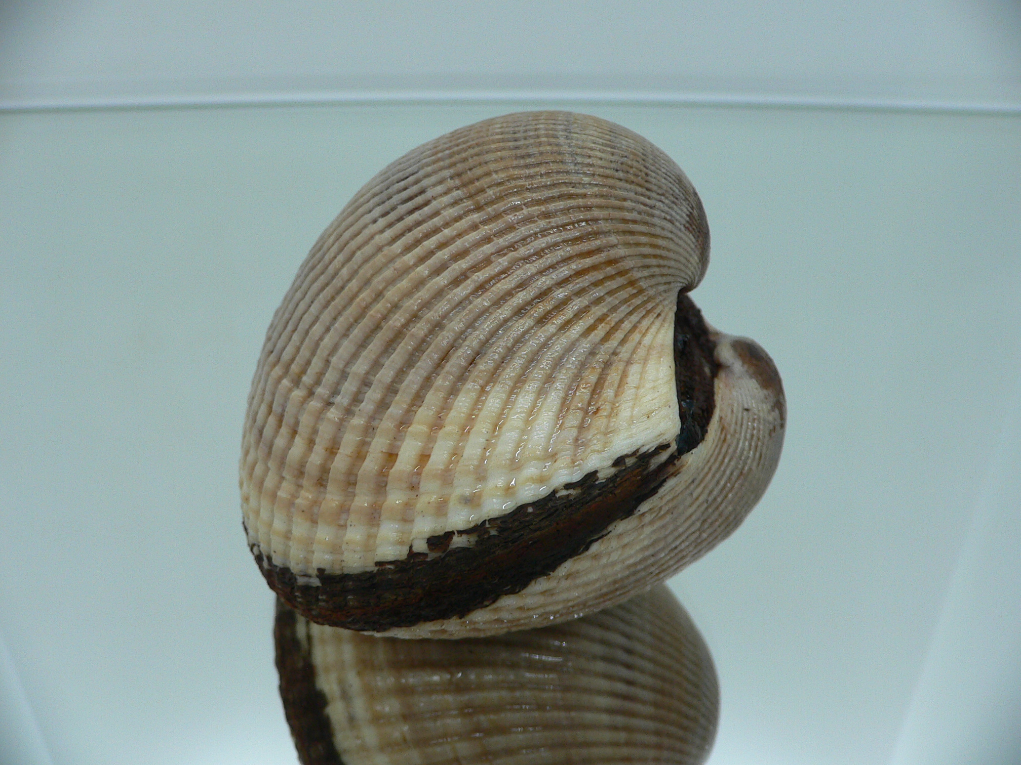 Anadara broughtoni IDEAL