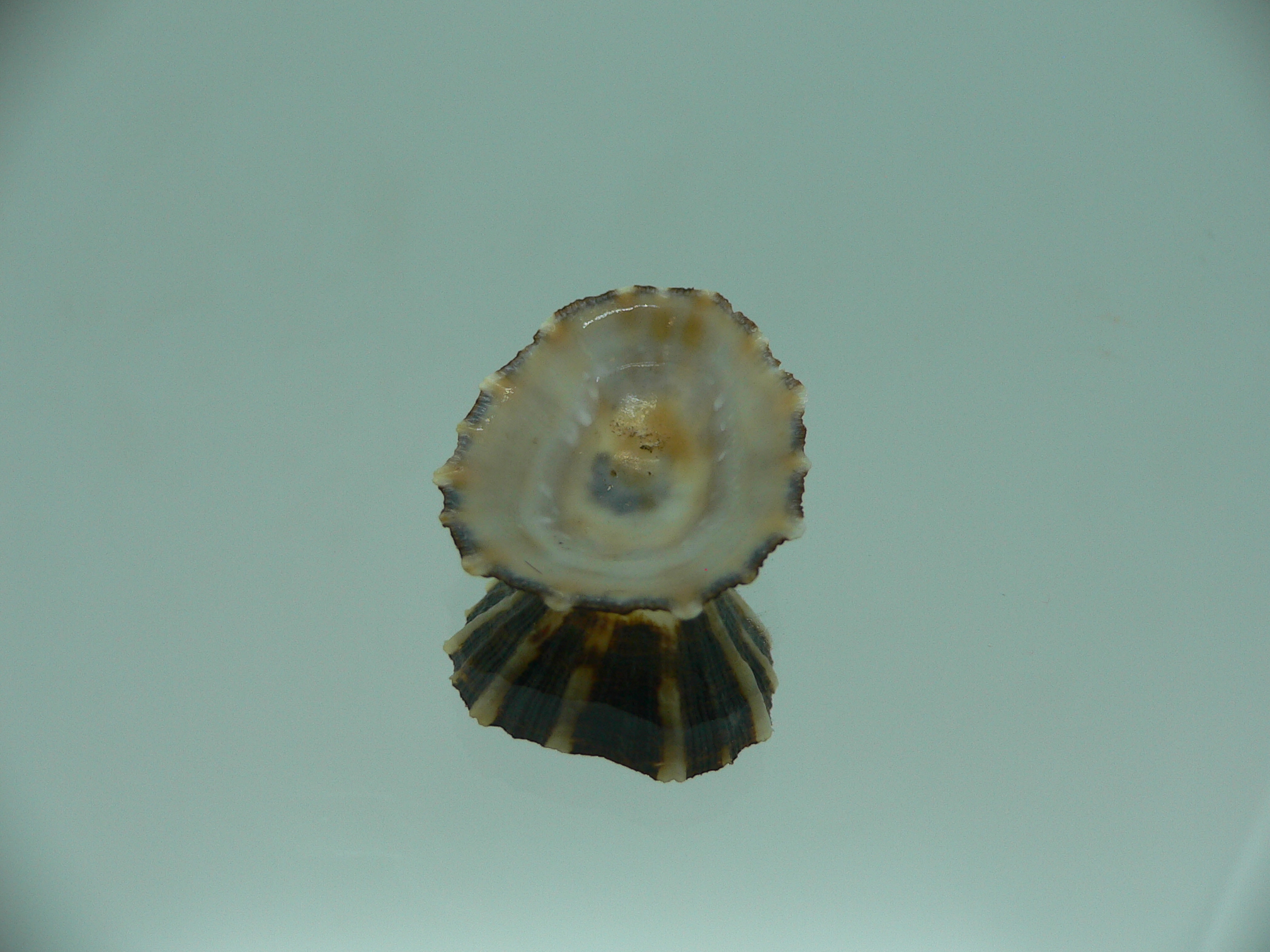 Patella (Scutellastra) peronii ENDEMIC & WHITE-DARK