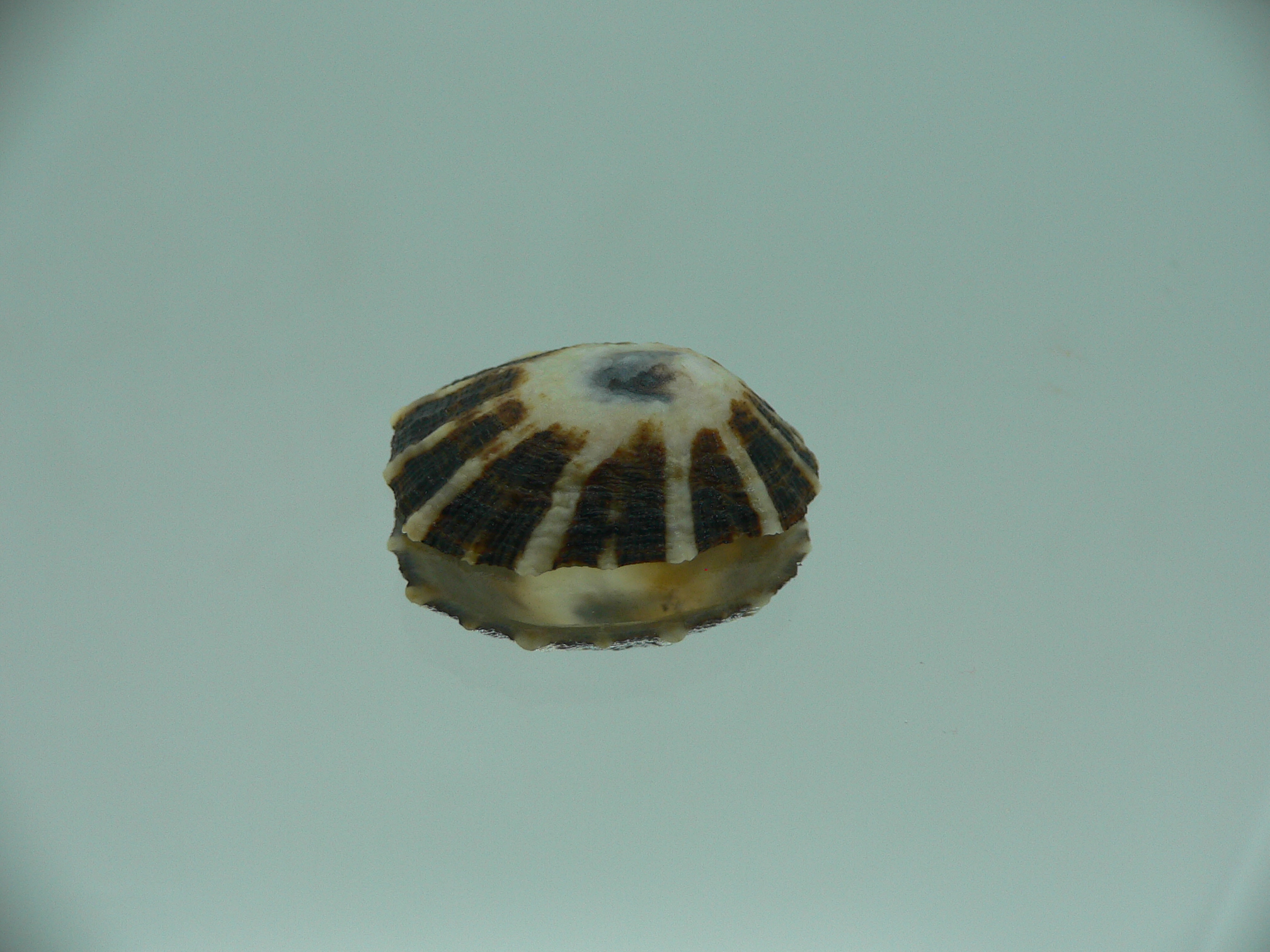 Patella (Scutellastra) peronii ENDEMIC & WHITE-DARK