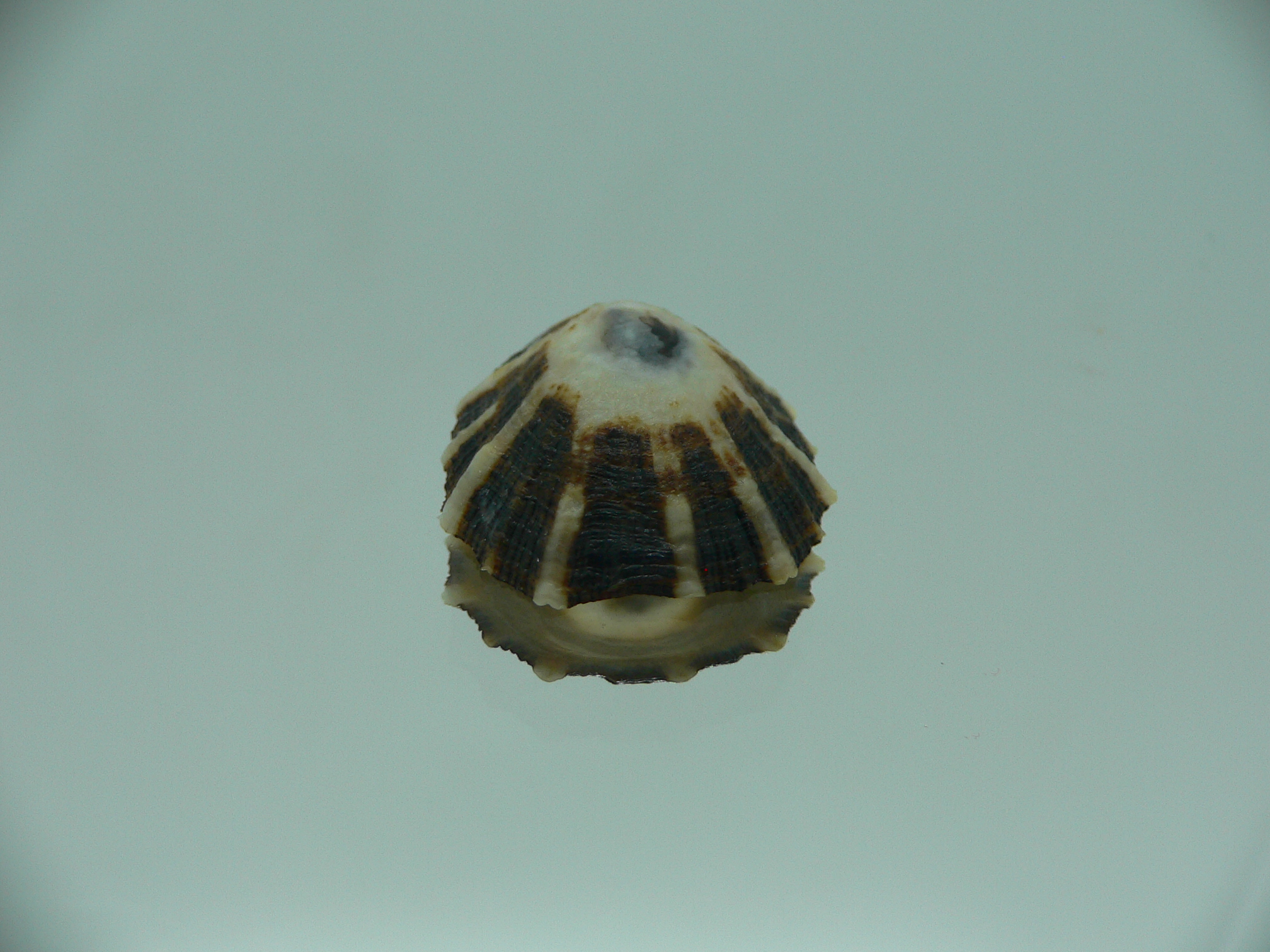 Patella (Scutellastra) peronii ENDEMIC & WHITE-DARK