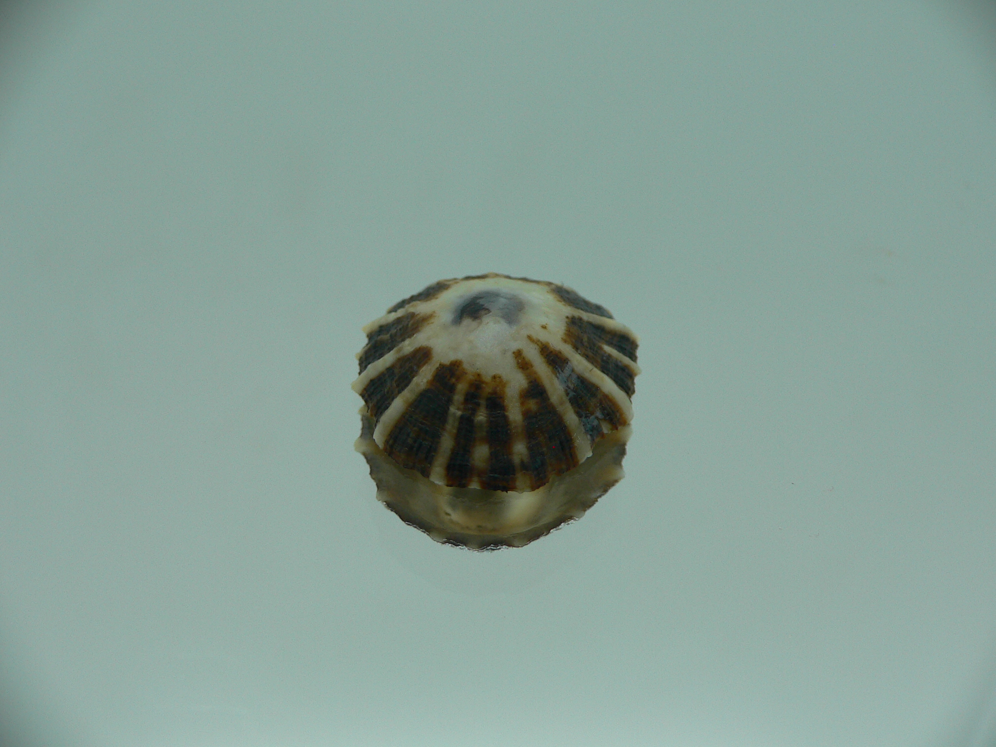 Patella (Scutellastra) peronii ENDEMIC & WHITE-DARK