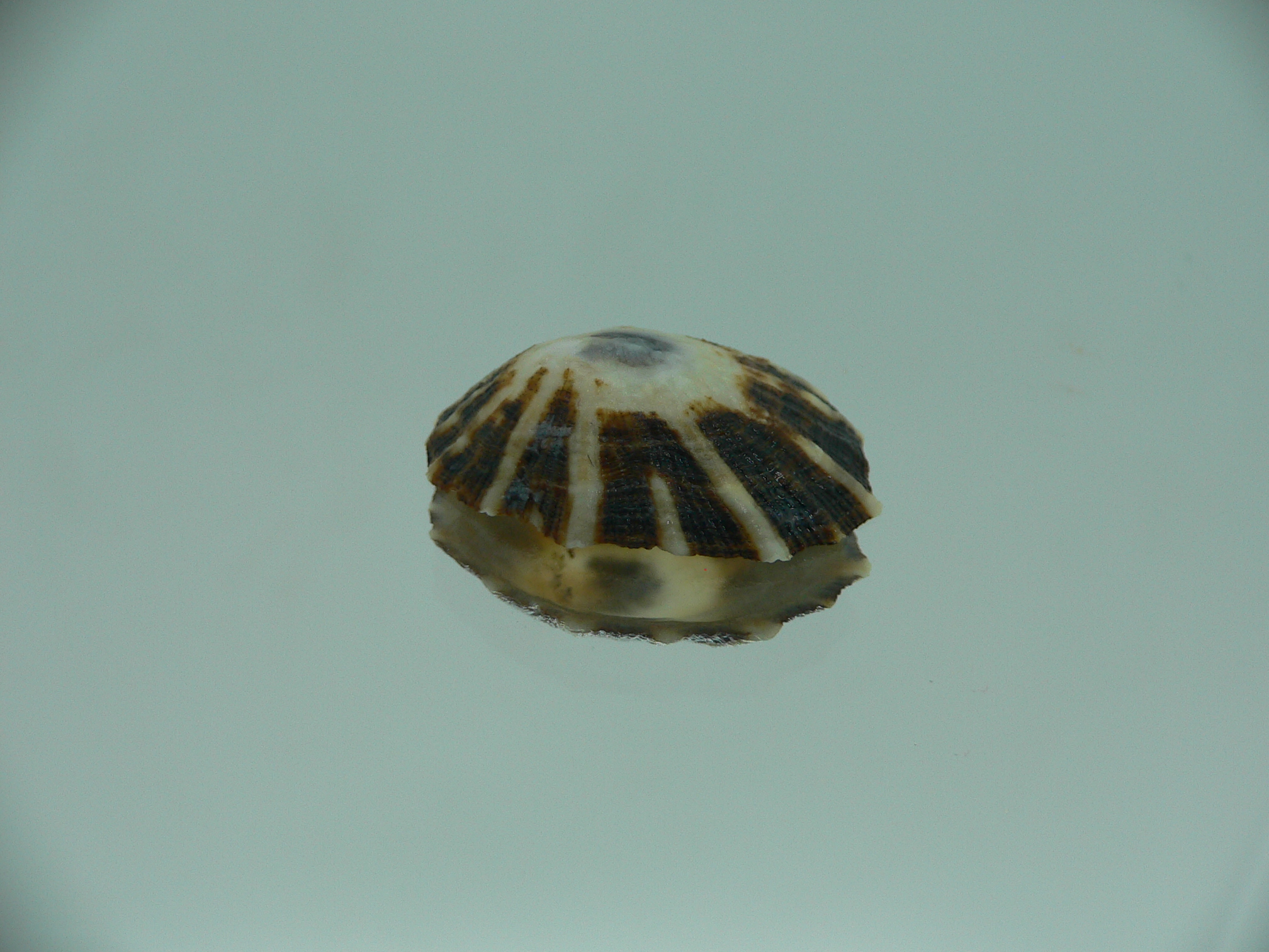 Patella (Scutellastra) peronii ENDEMIC & WHITE-DARK