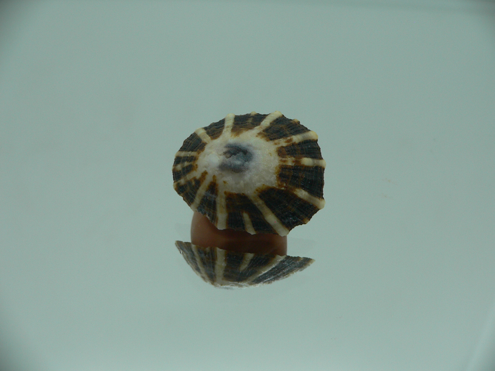 Patella (Scutellastra) peronii ENDEMIC & WHITE-DARK