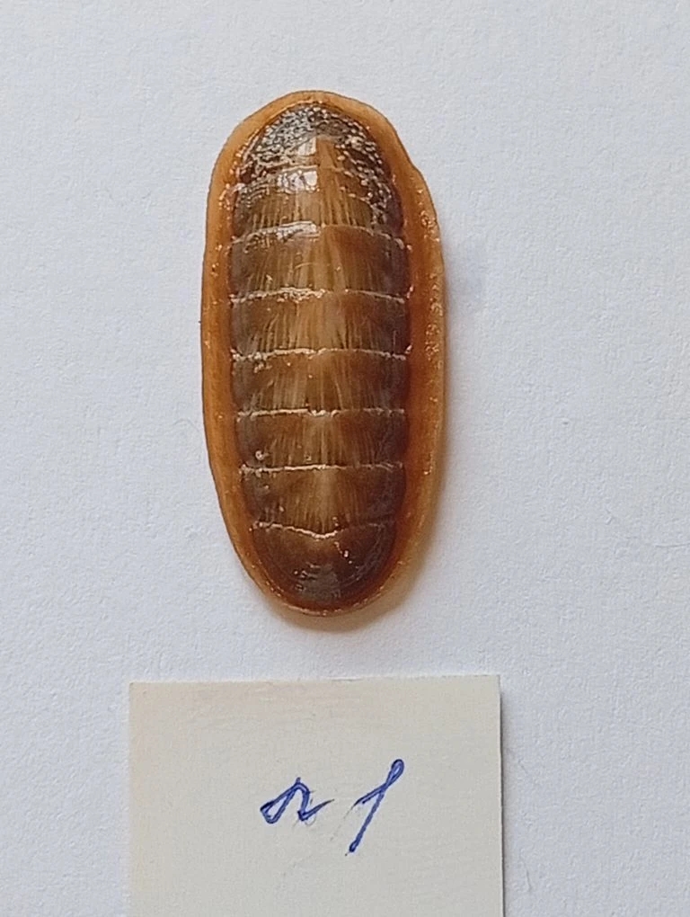 Ischnochiton lineolatus ENDEMIC 1