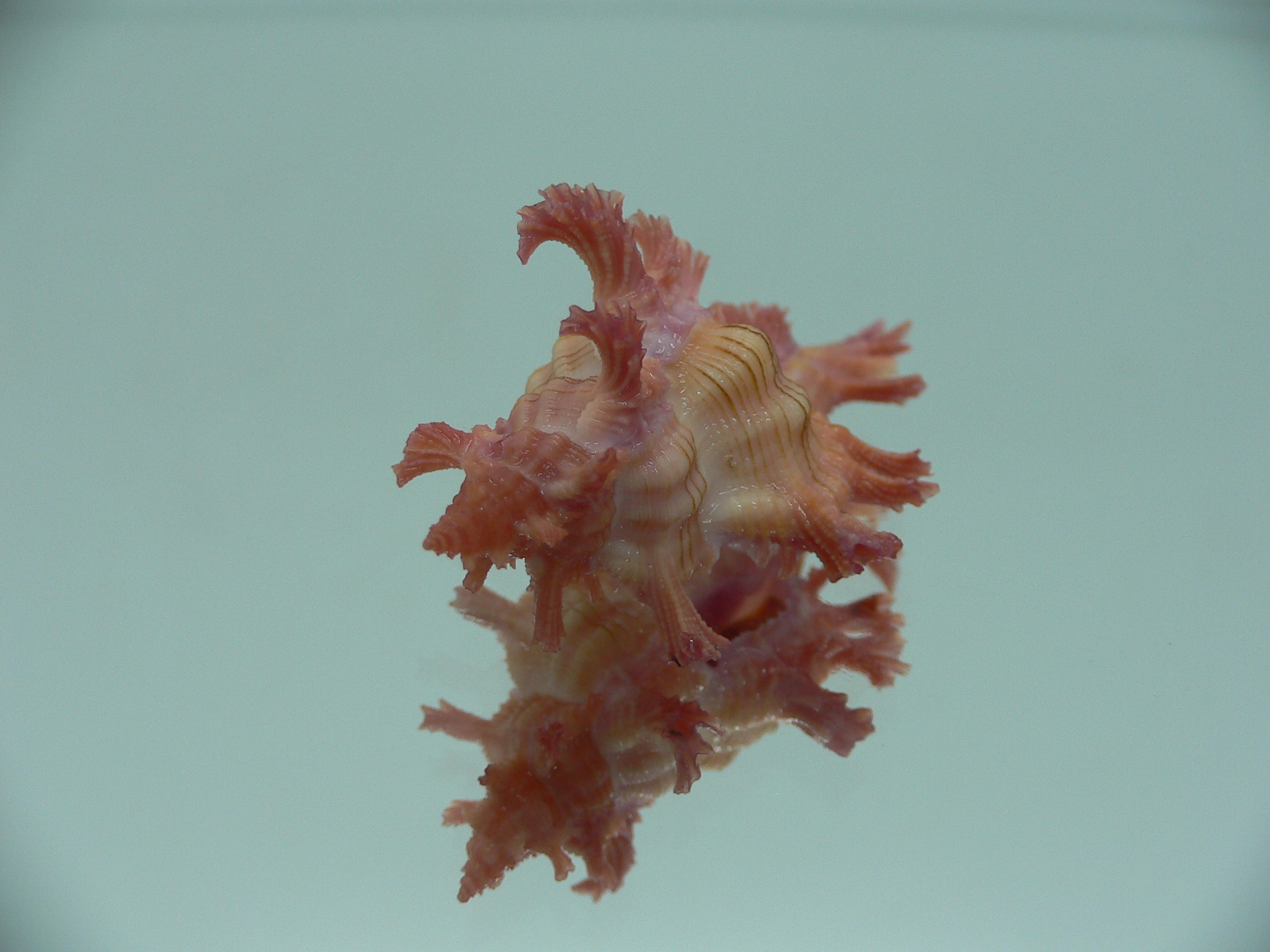 Chicoreus nobilis SUPER IDEAL